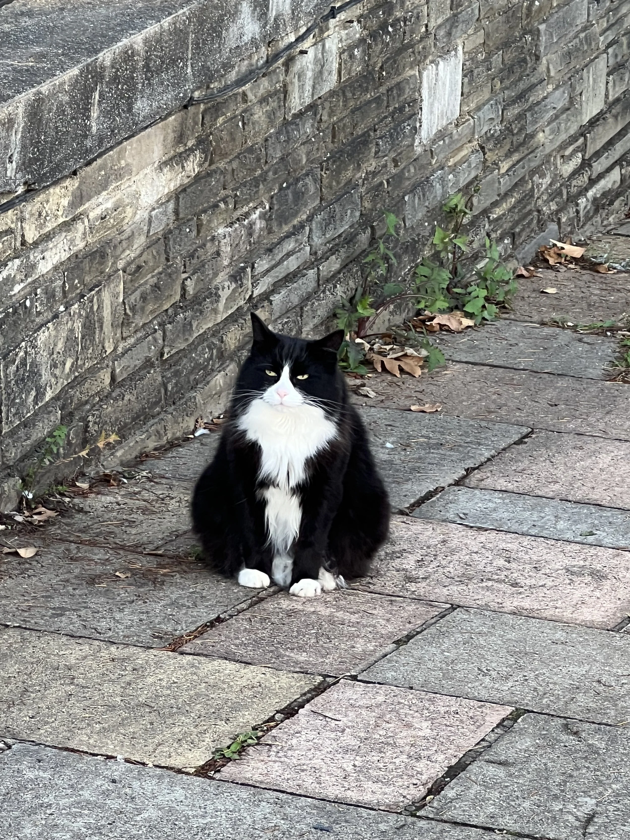 Black and white cat sitting on a paved sidewalk near a brick wall with some green plants and dried leaves.