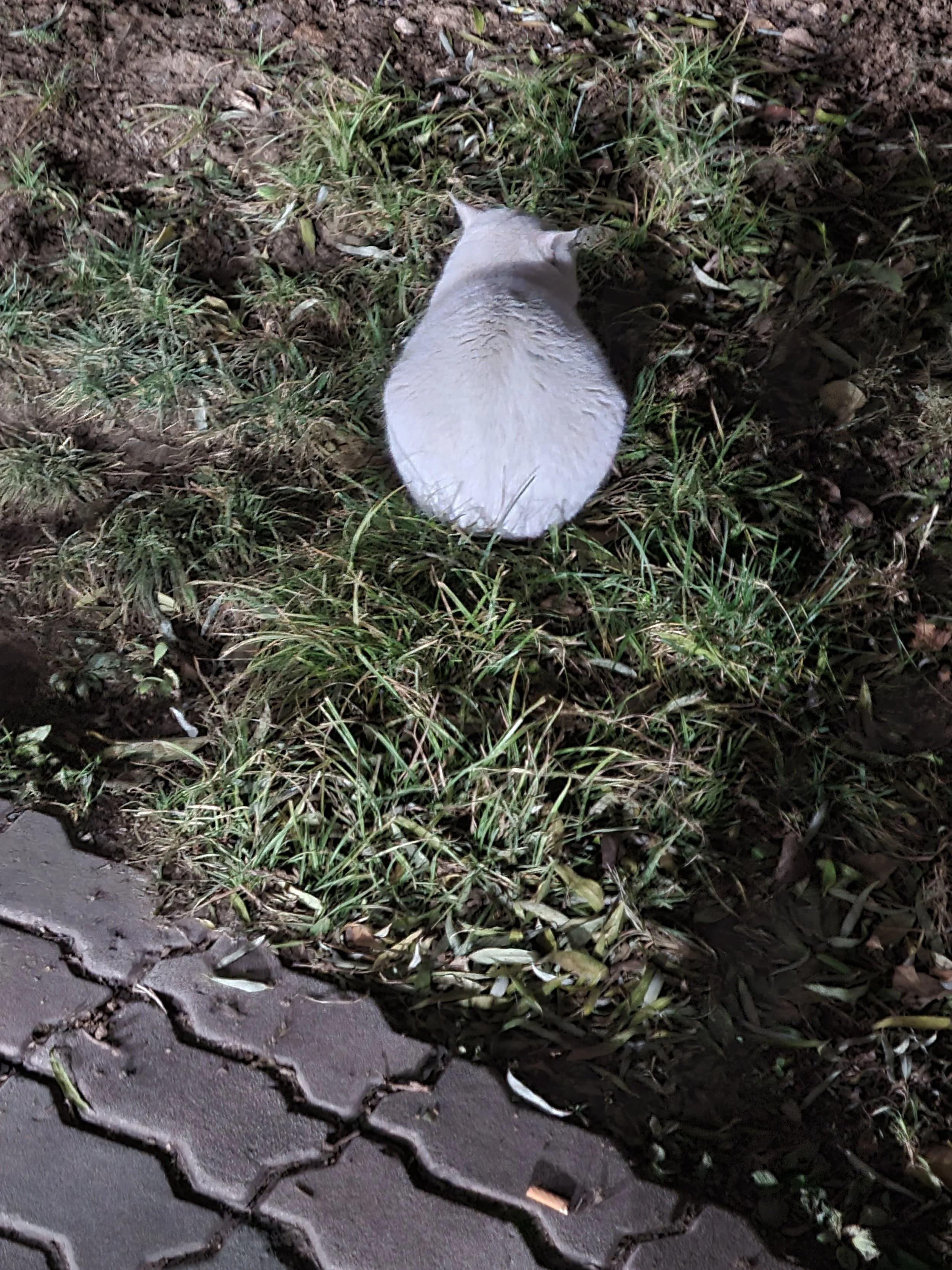 A cat with white fur sitting on soil next to a sidewalk with large hexagonal pavement tiles, surrounded by patches of grass and dried leaves.