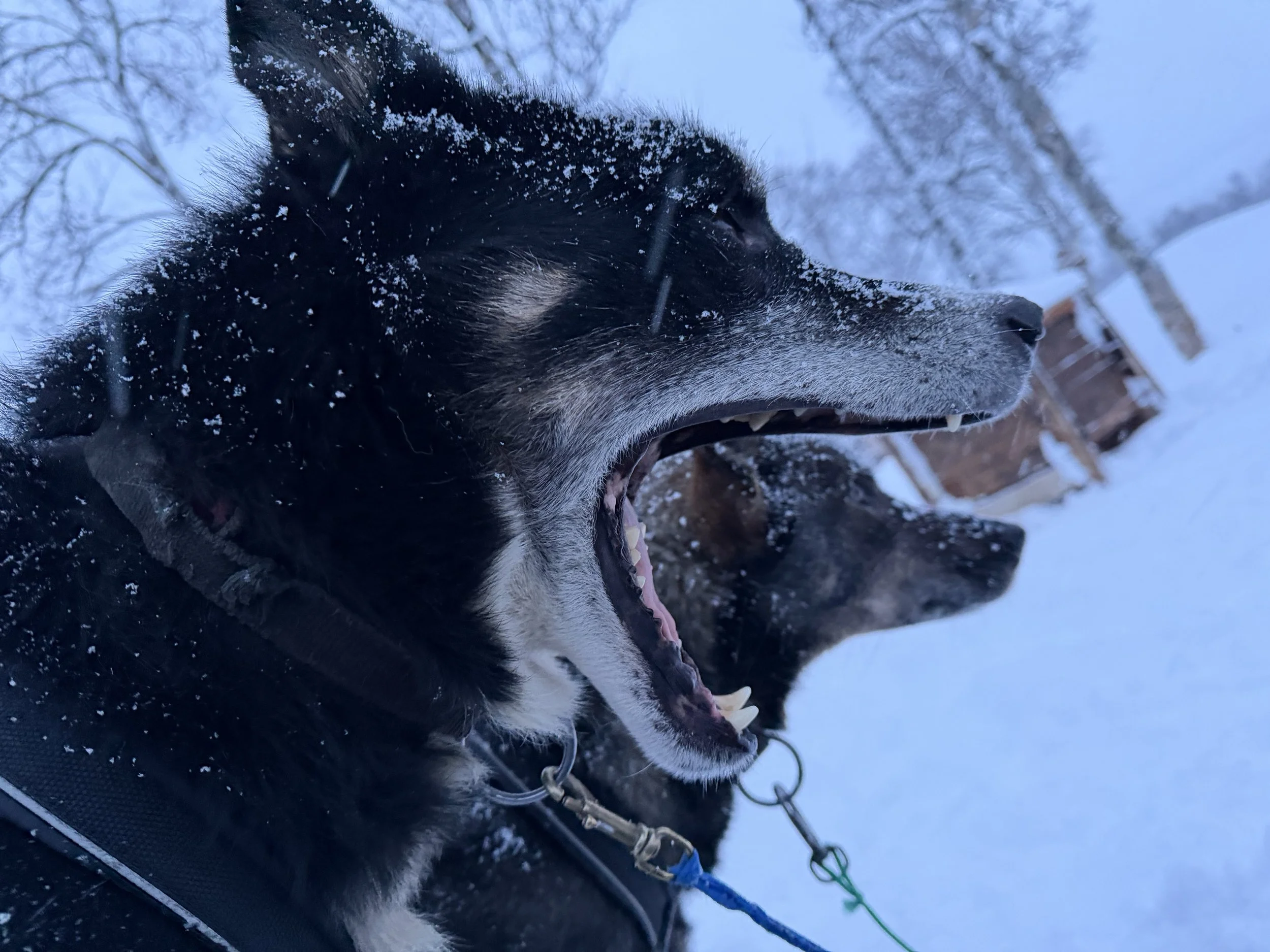 Close-up of a black and white dog with snow on its face, open mouth, and visible teeth, outdoors in a snowy environment.