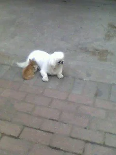 Small white dog with brown ears sitting on a concrete sidewalk.