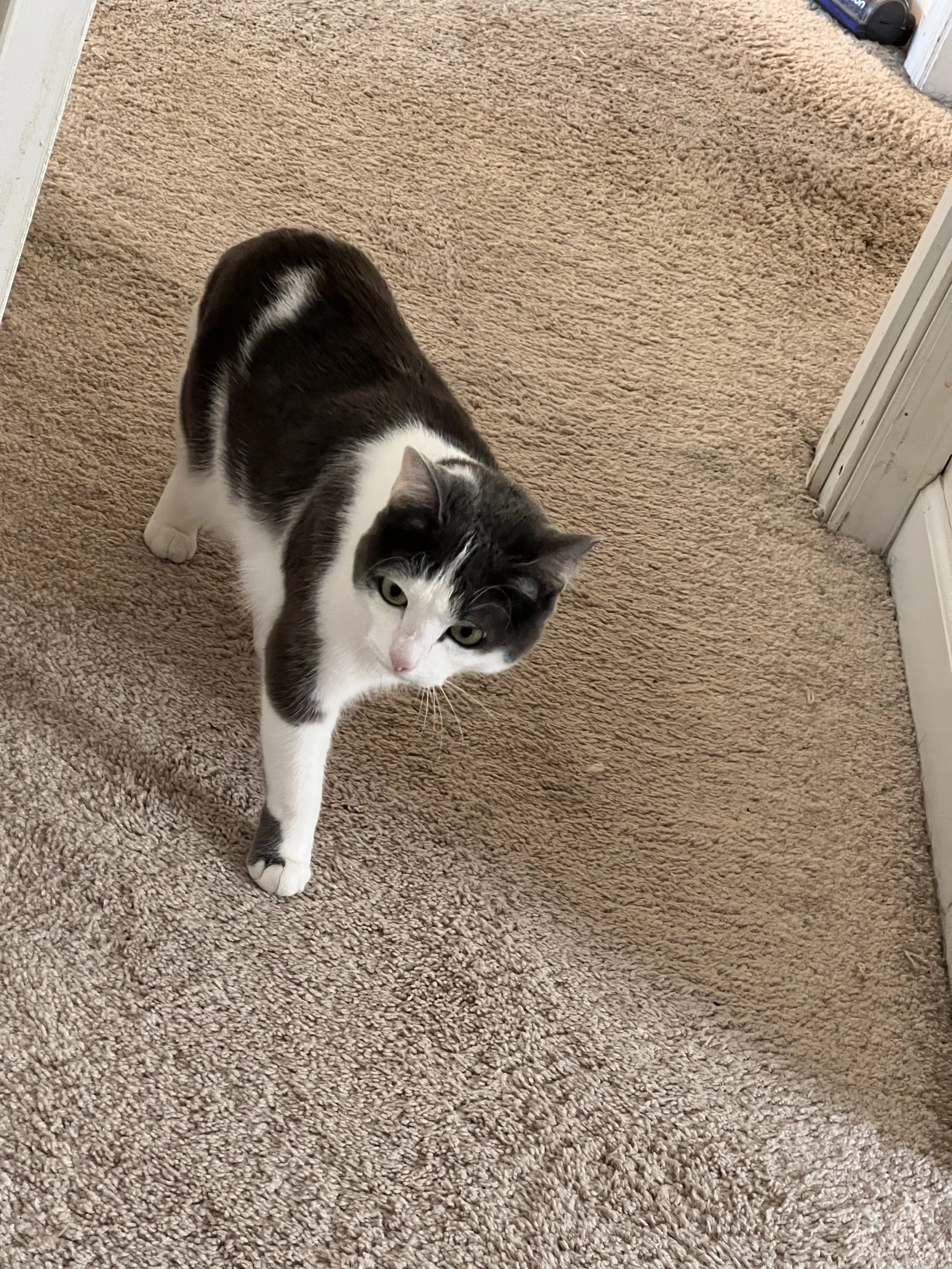 A black and white cat walking on a brown carpeted floor near a white doorframe.