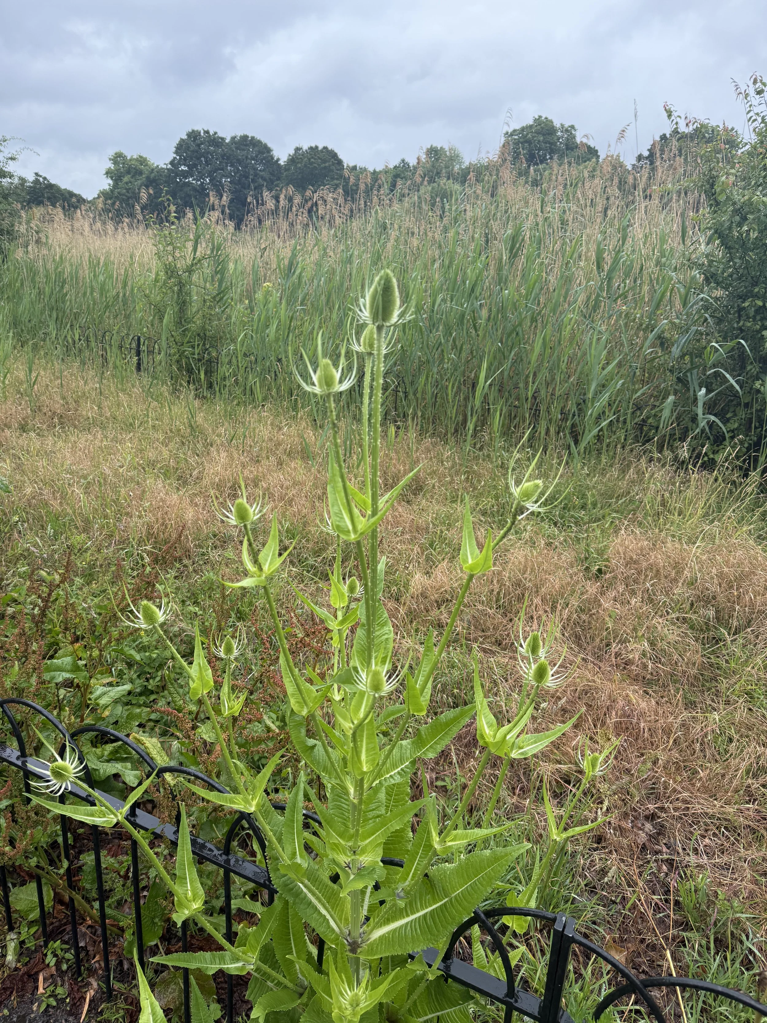 Tall, green plant with fuzzy buds and broad leaves, growing near a black metal garden fence with a grassy field and trees in the background under a cloudy sky.