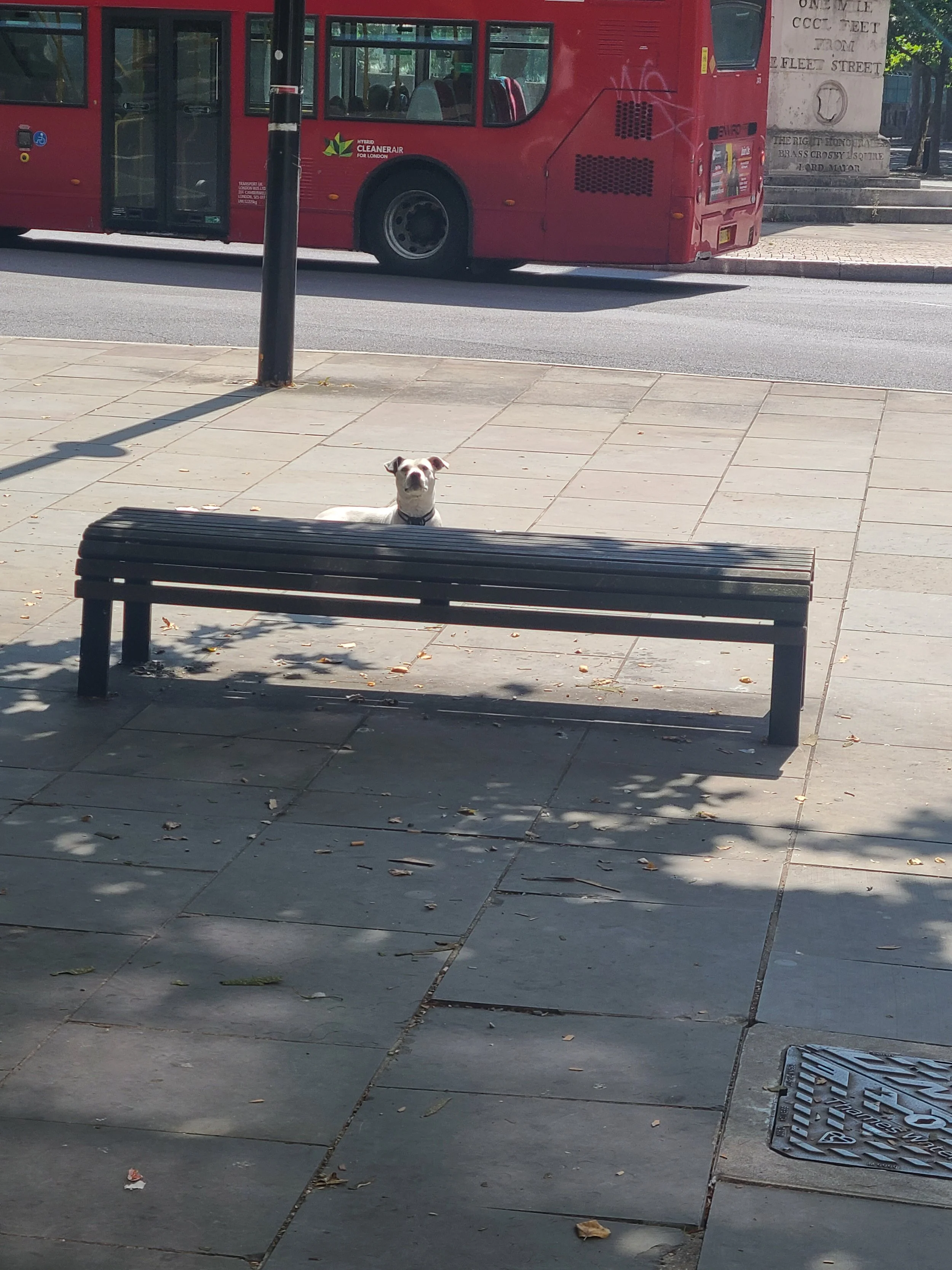 A white dog lying on a sidewalk in front of a bench, with a red bus passing by in the background, and a stone monument on the sidewalk to the right.