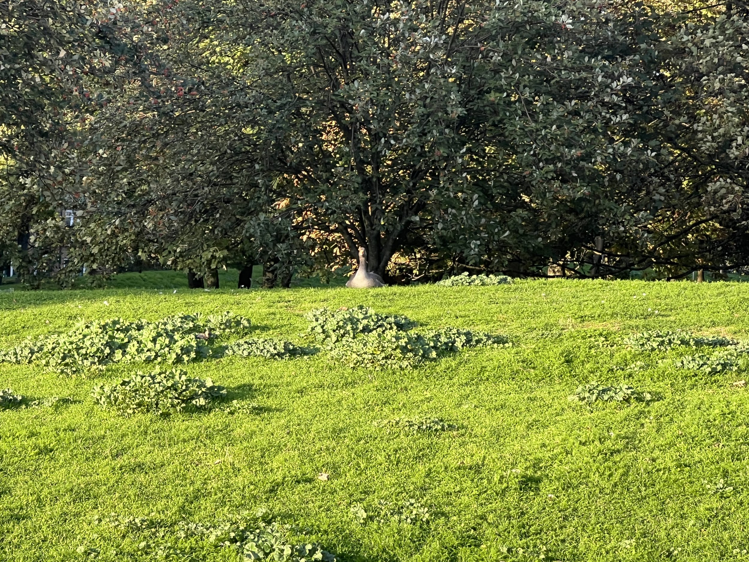 A large tree with dense dark green leaves in a park, with sunlight filtering through the branches. The grass below is bright green and well-maintained.
