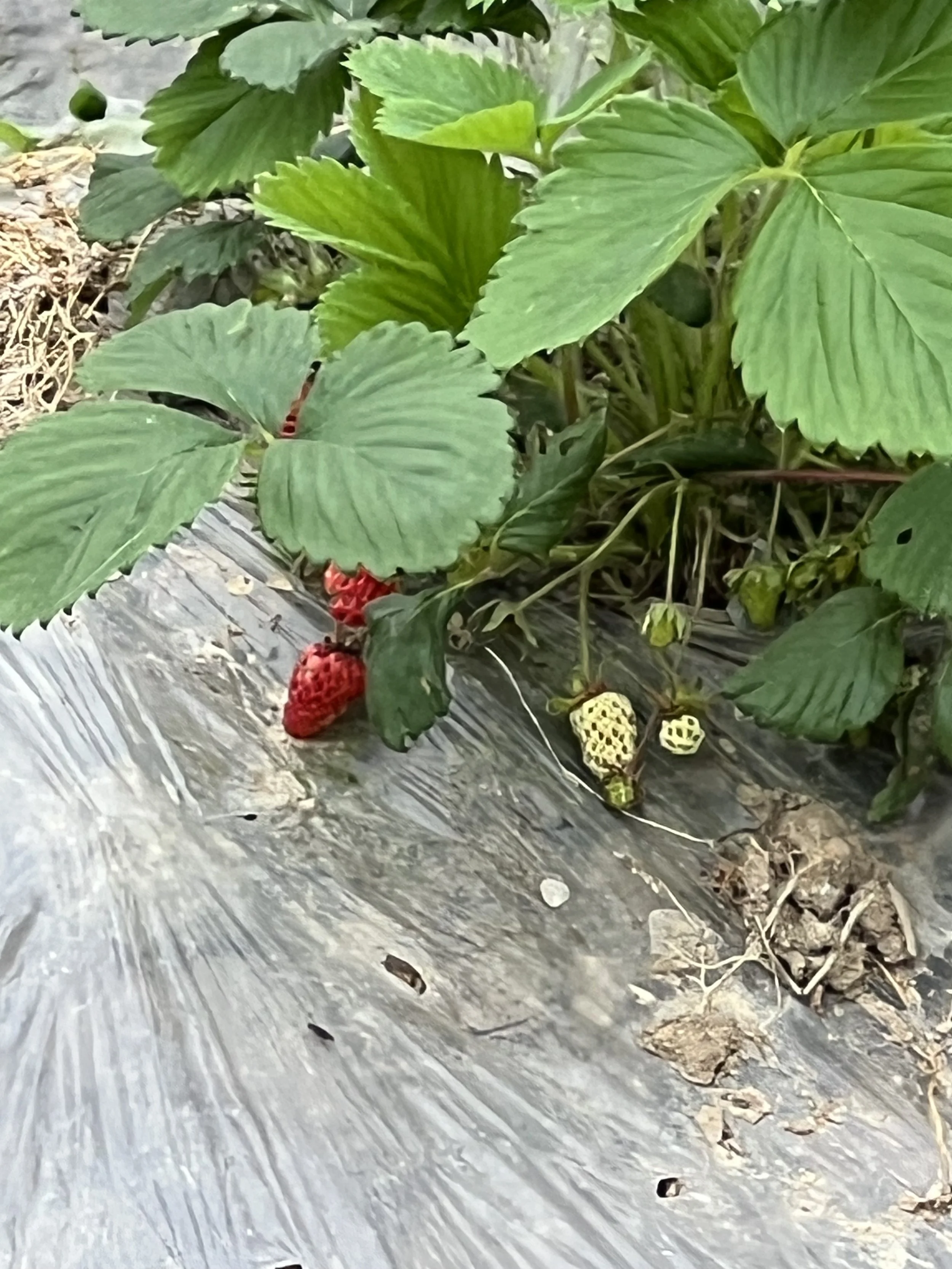 A close-up view of strawberry plants with green leaves and ripening strawberries in shades of red and yellow, growing in soil covered with black plastic mulch.
