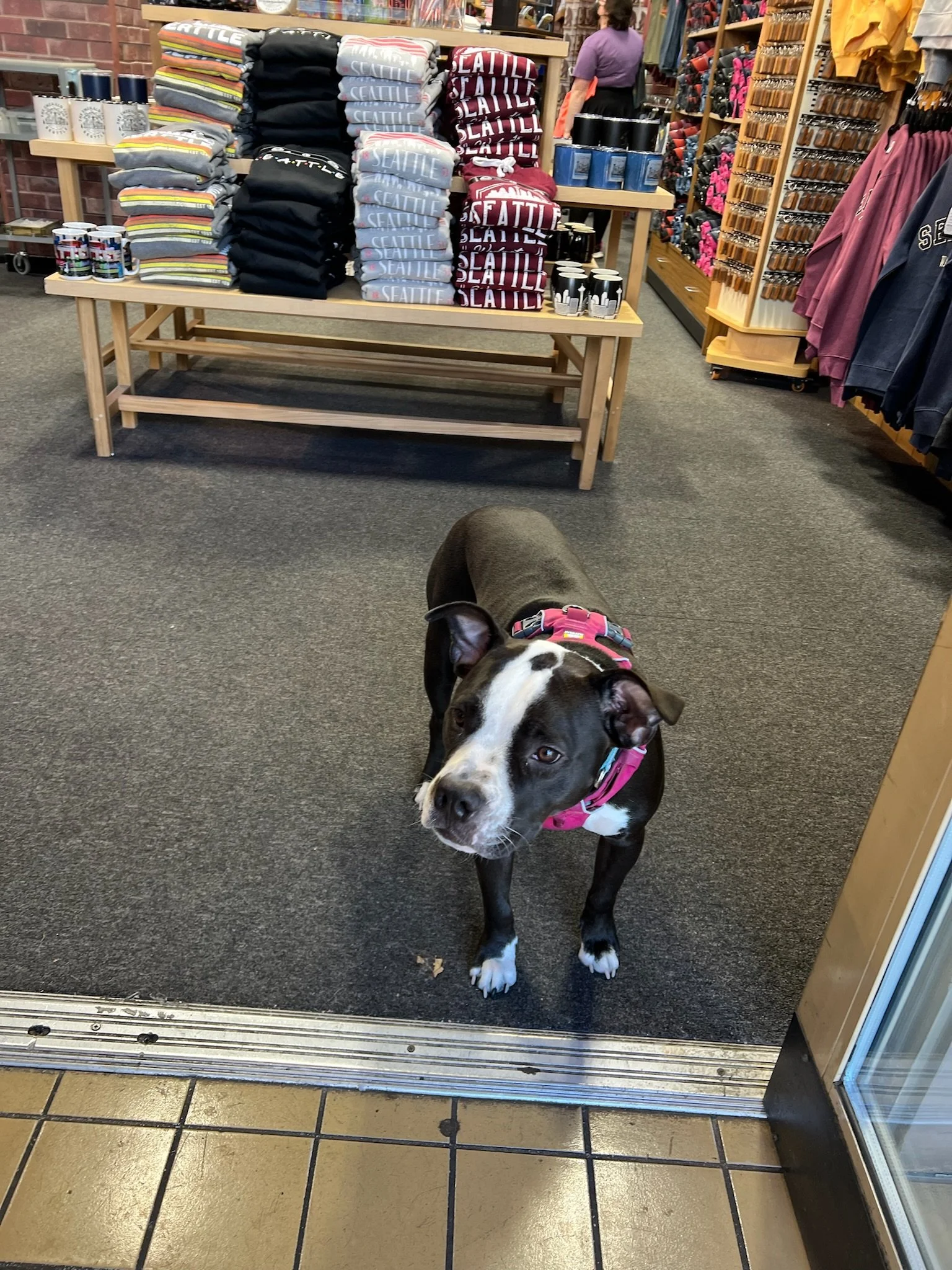 A black and white dog with a pink harness standing at a store entrance, looking inside. Inside the store, there are shelves with folded sweatshirts that say 'Seattle' and various mugs and items. A person is visible in the background wearing a purple 