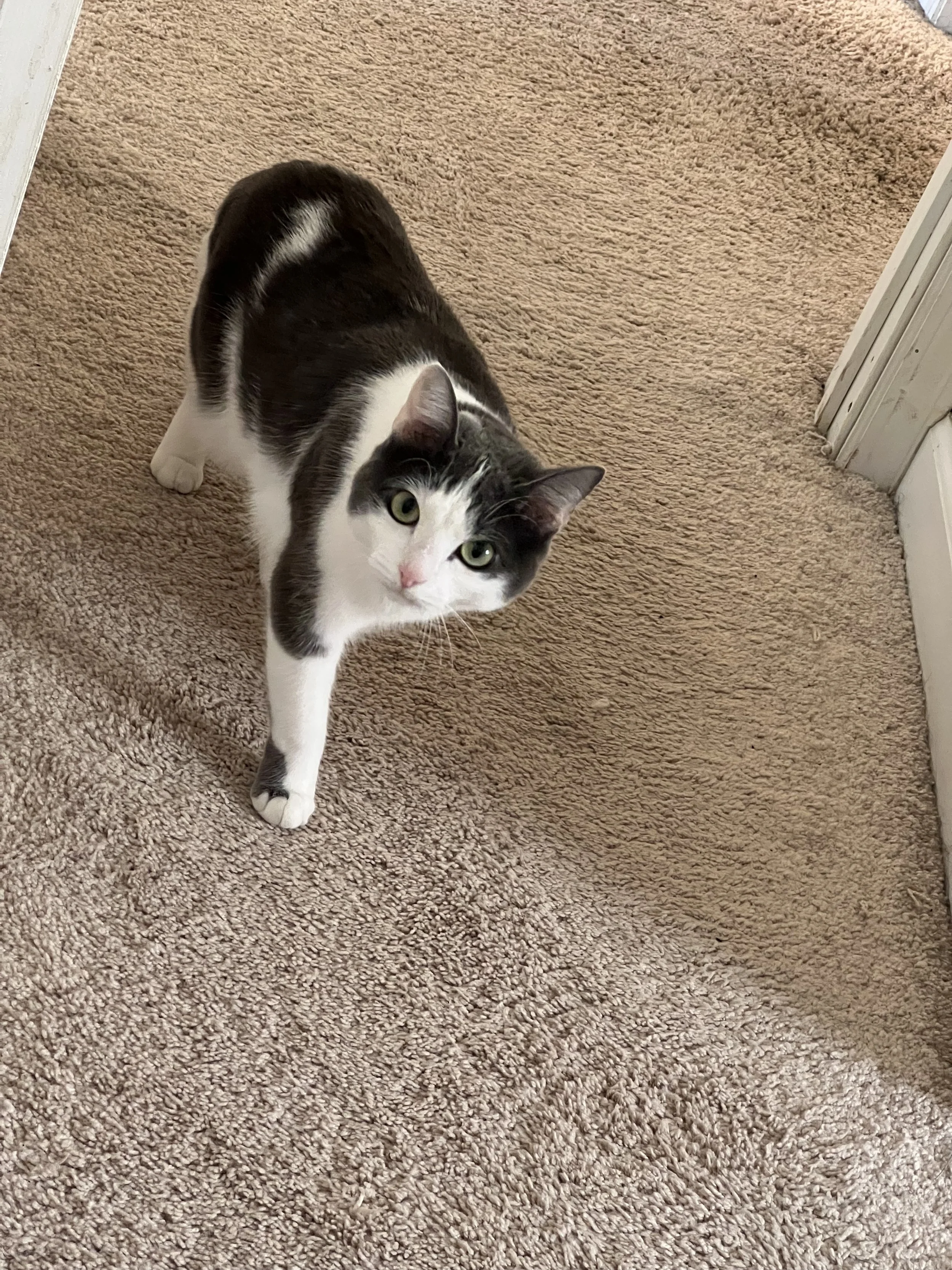 A black and white cat standing on a beige carpeted floor, looking up at the camera.