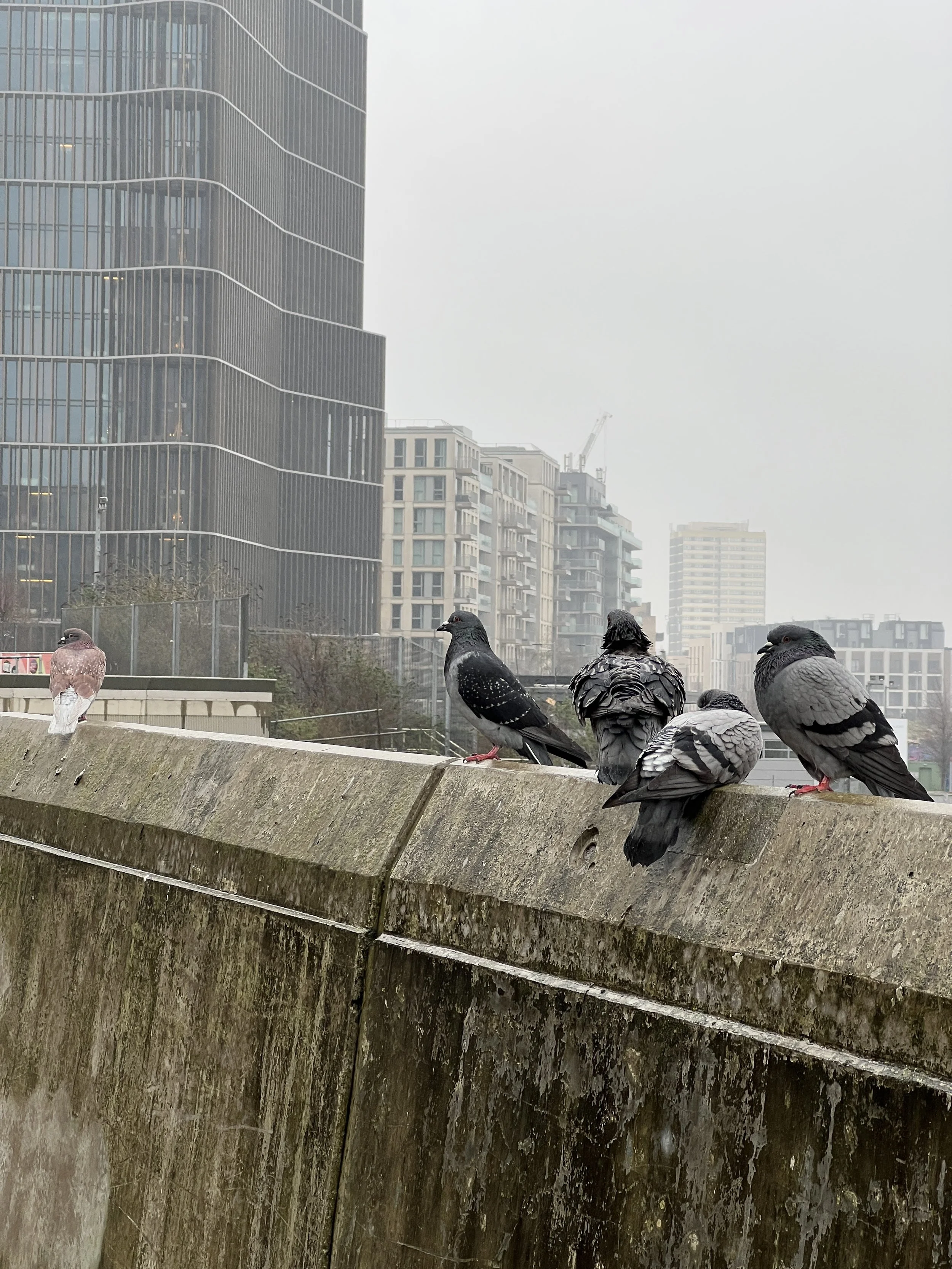 Several pigeons are perched on a concrete ledge in an urban area with modern high-rise buildings in the background, under an overcast sky.
