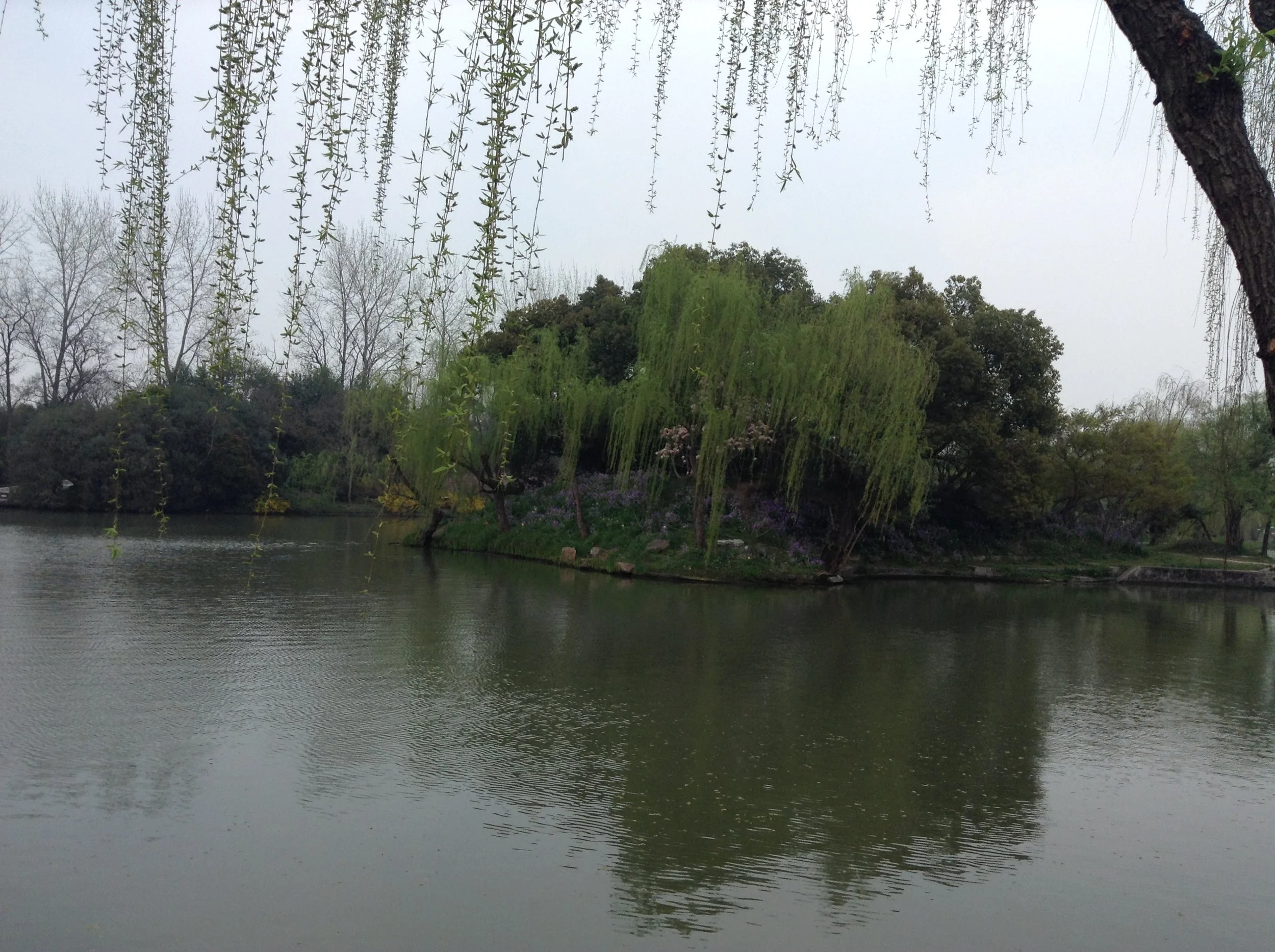 A pond surrounded by trees with overhanging branches and willow trees, some with purple blossoms, under a cloudy sky.