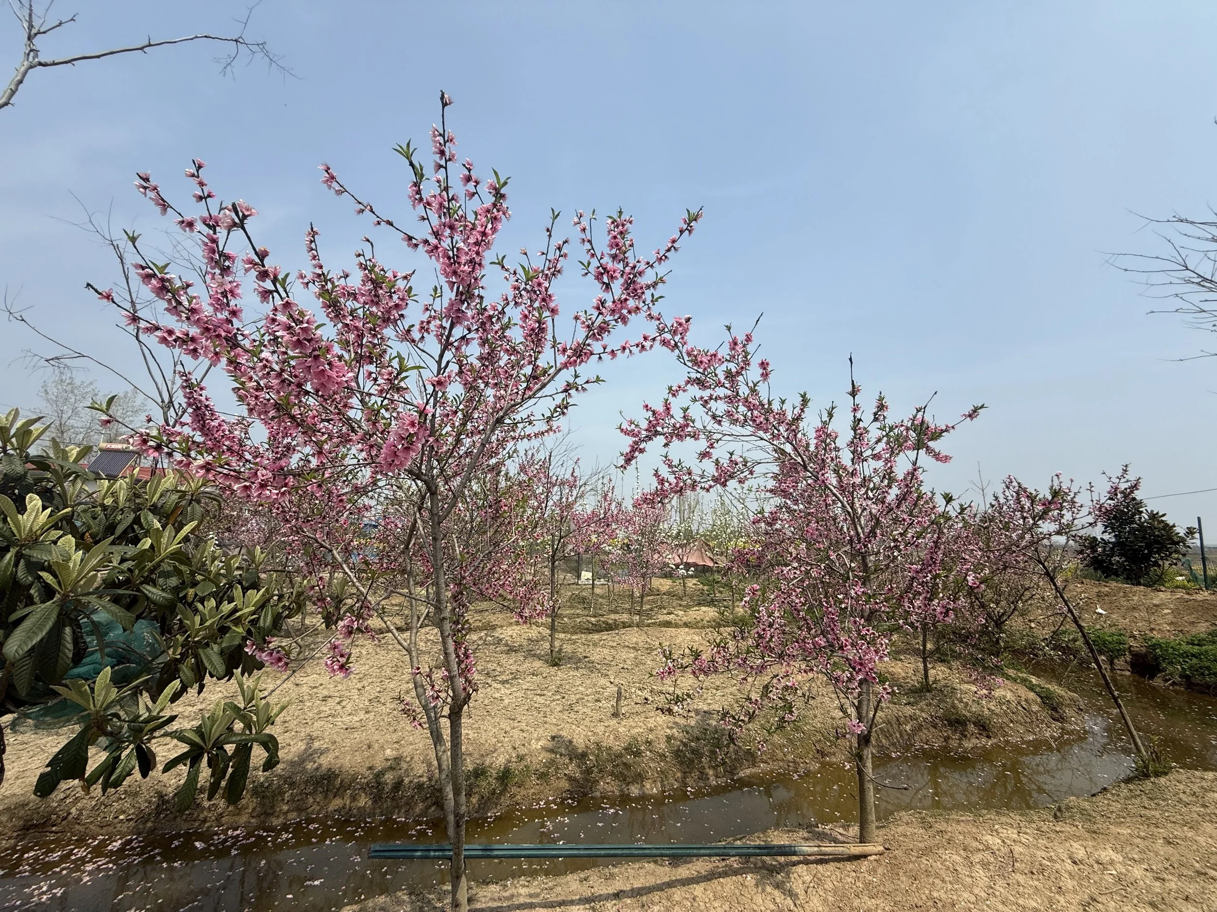 A pink flowering tree with a blue sky in the background, and a small water canal at the base of the tree.