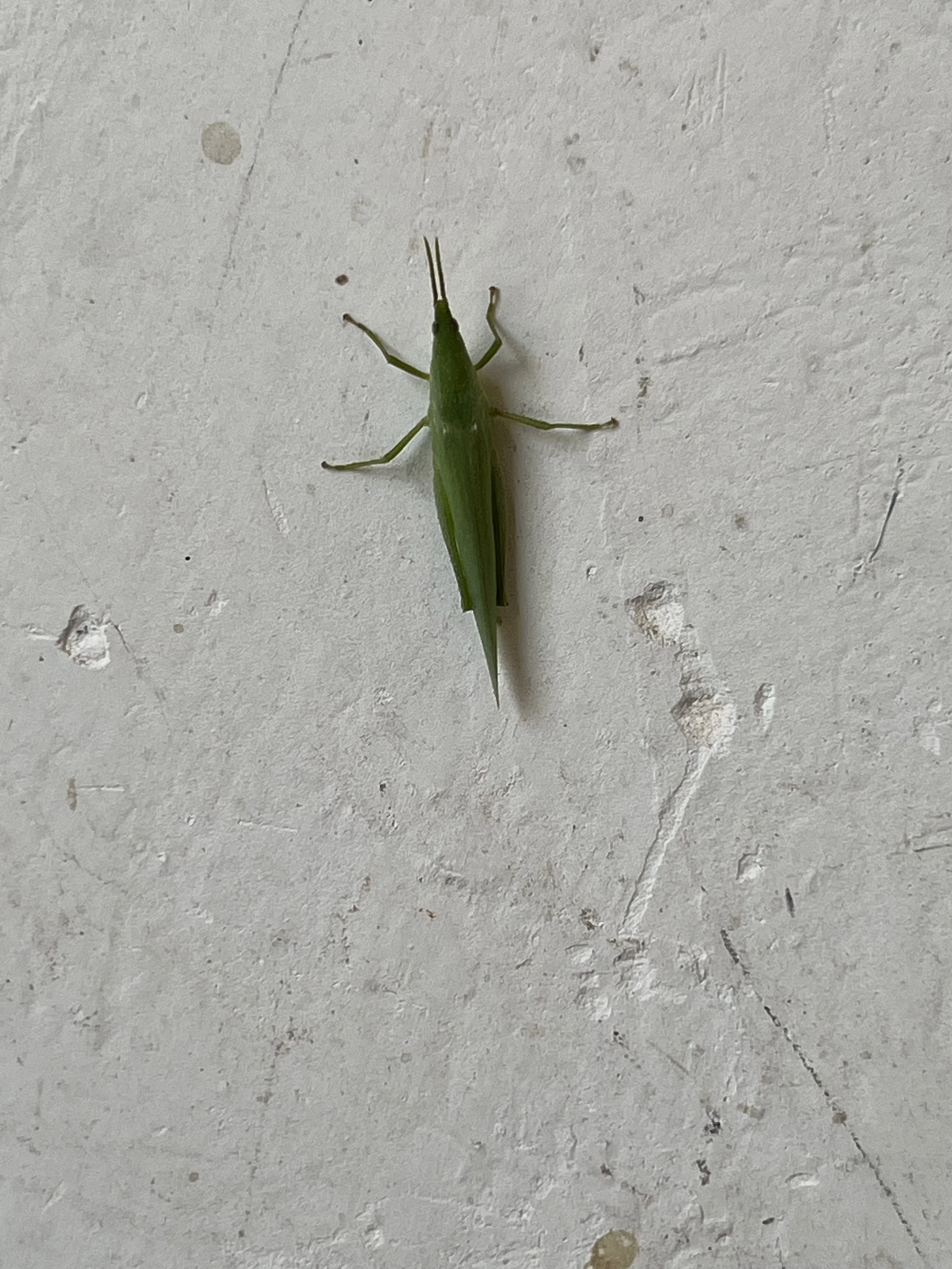 Small green praying mantis on a dirty, off-white surface.