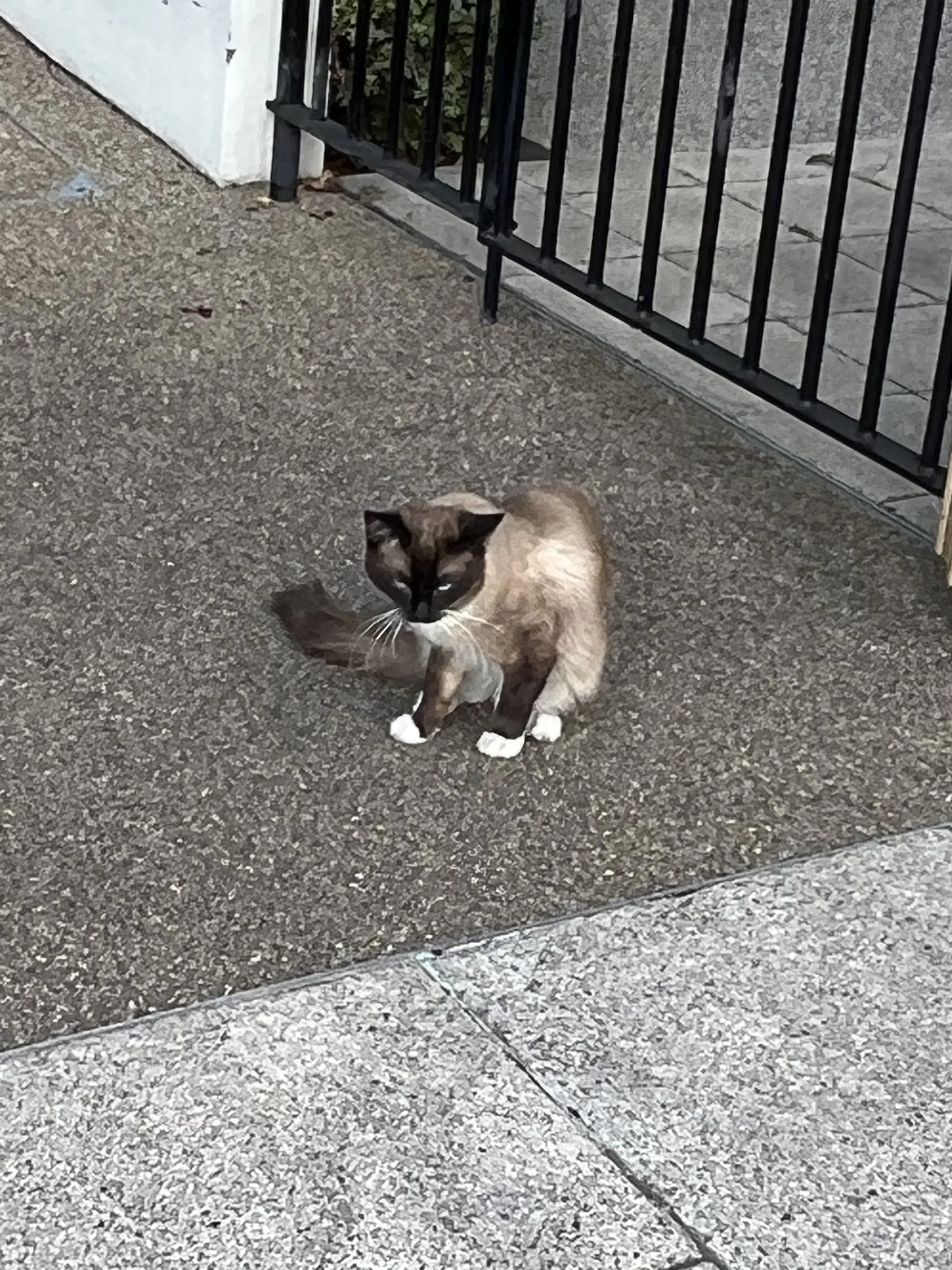 A Siamese cat sitting on a sidewalk near a black metal fence and a white wall.