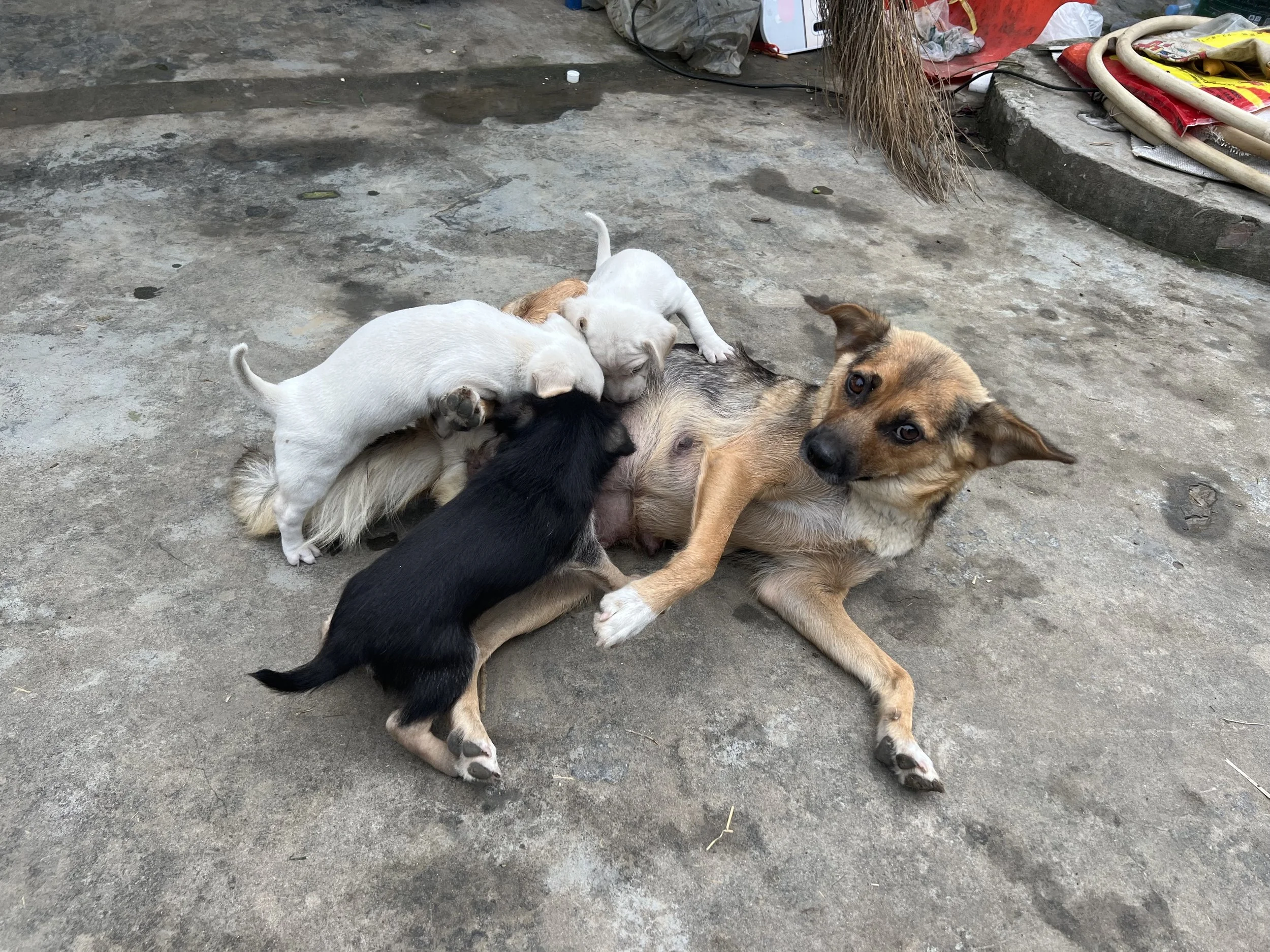 Five puppies and an adult dog lying on a concrete ground with scattered items and debris around. The puppies are playing with the adult dog, who is lying on her side.
