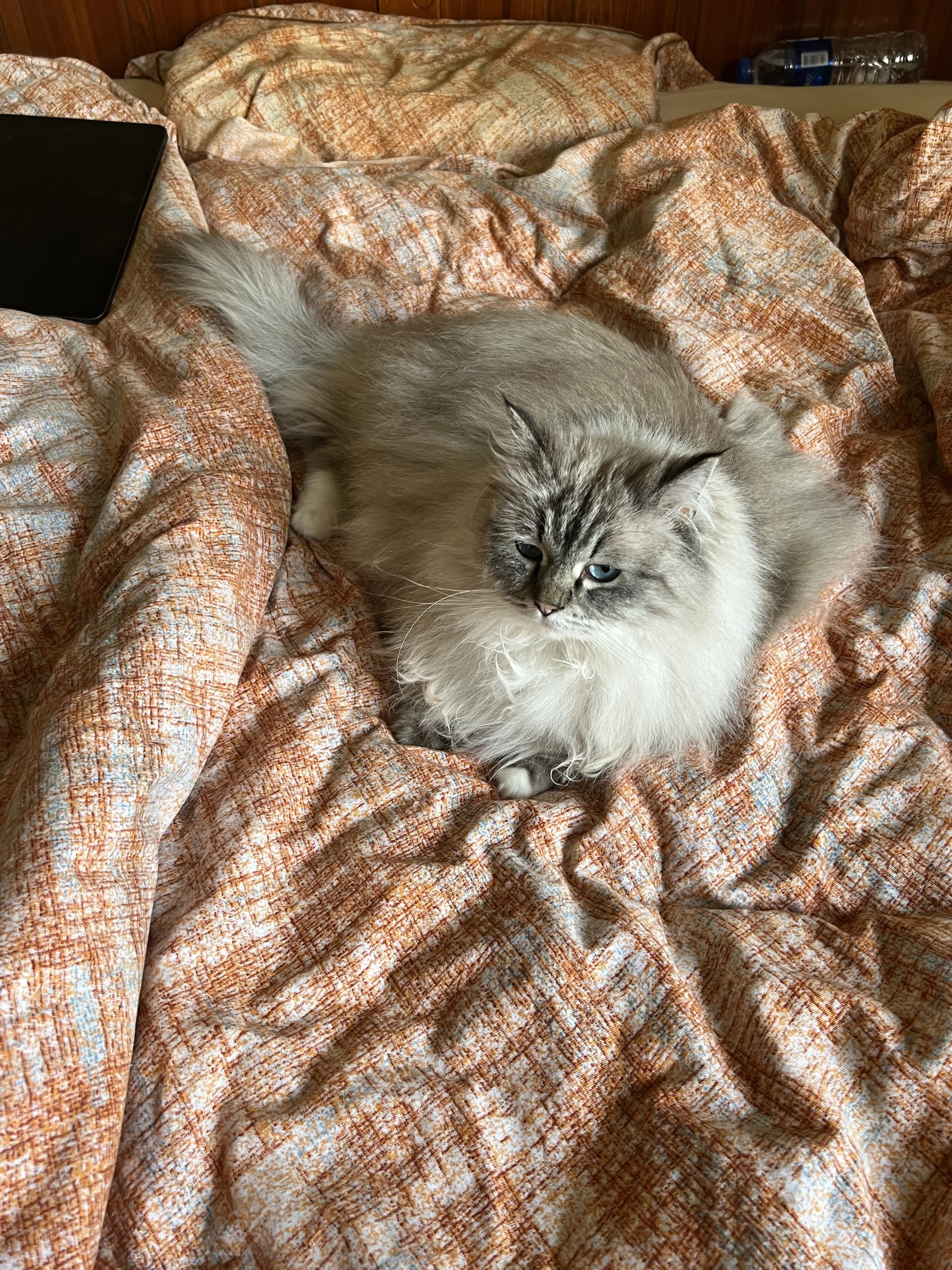A fluffy Siamese cat with blue eyes lying on a wrinkled orange and cream patterned bedspread. A black tablet and water bottles are visible on the bed, with a wooden headboard in the background.