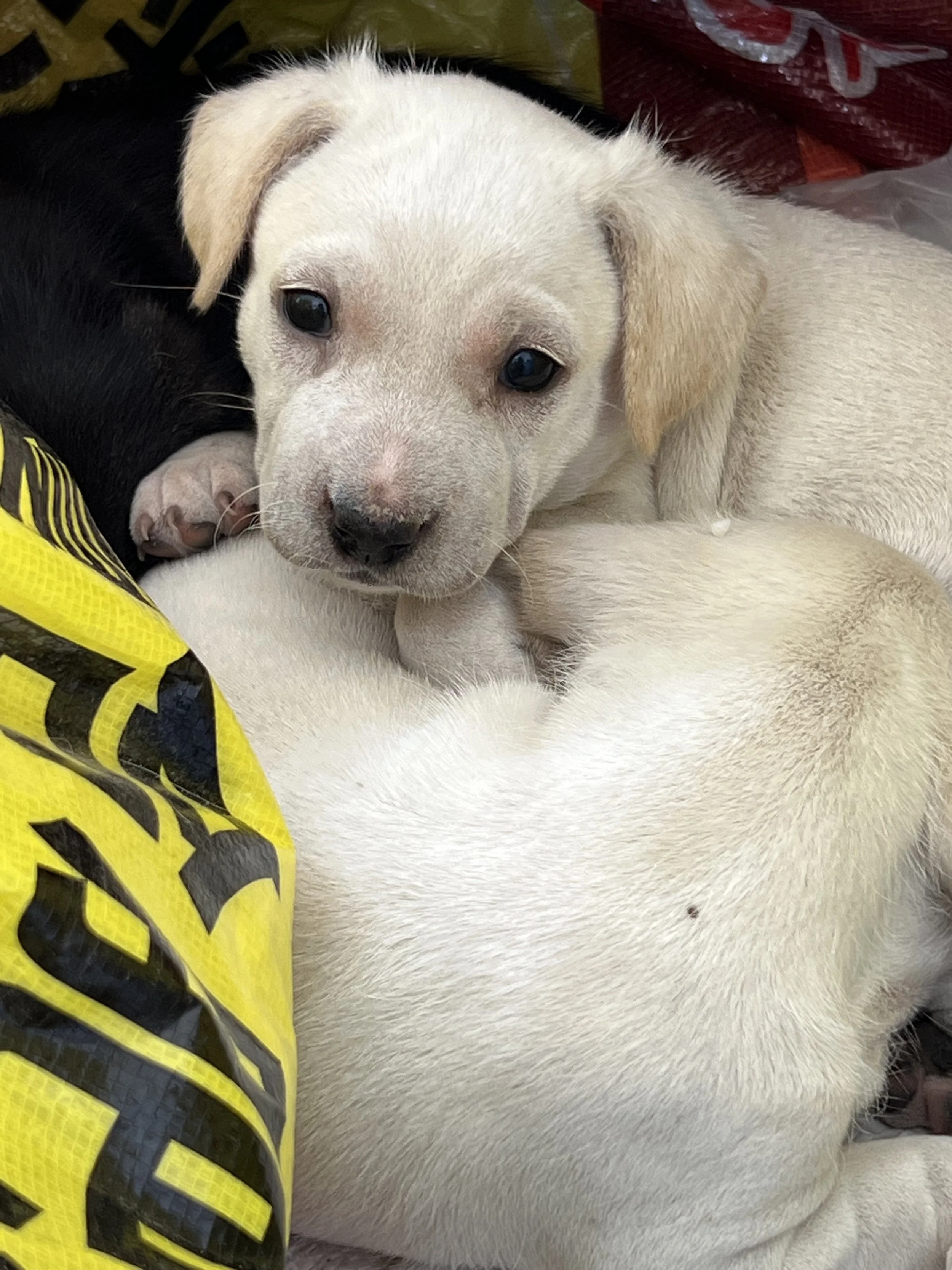 Two puppies, one black and white and the other cream, cuddling together on a surface with a yellow and black item nearby.