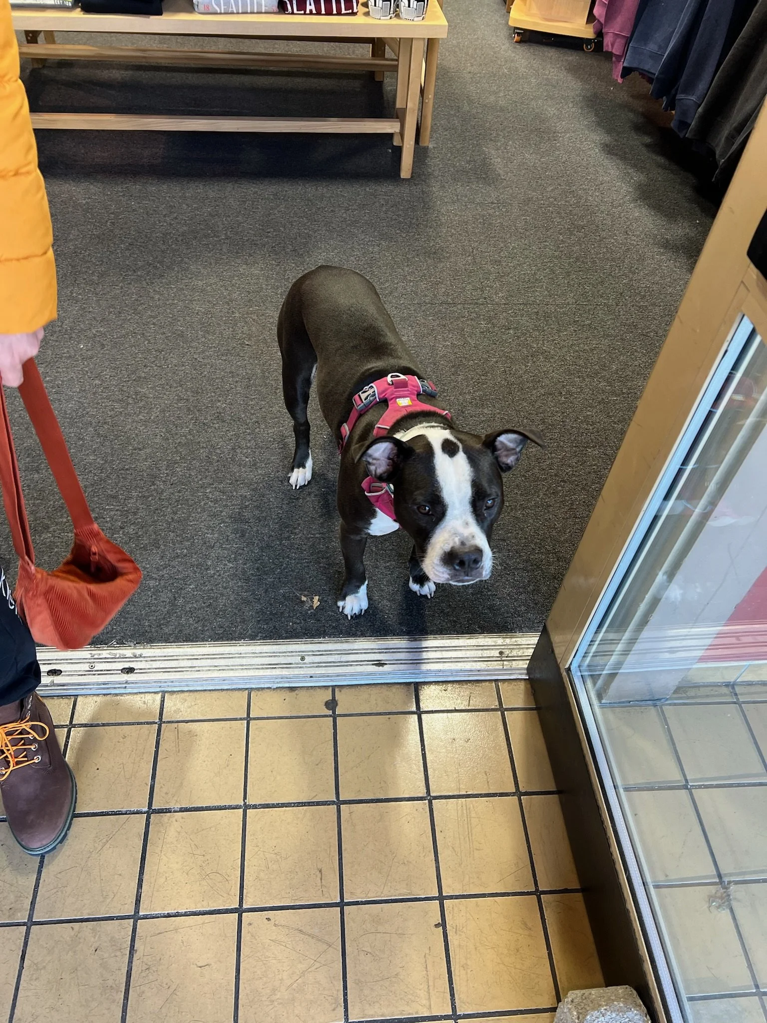 A black and white dog with a pink collar standing on a beige tiled floor inside a store, near the glass door.