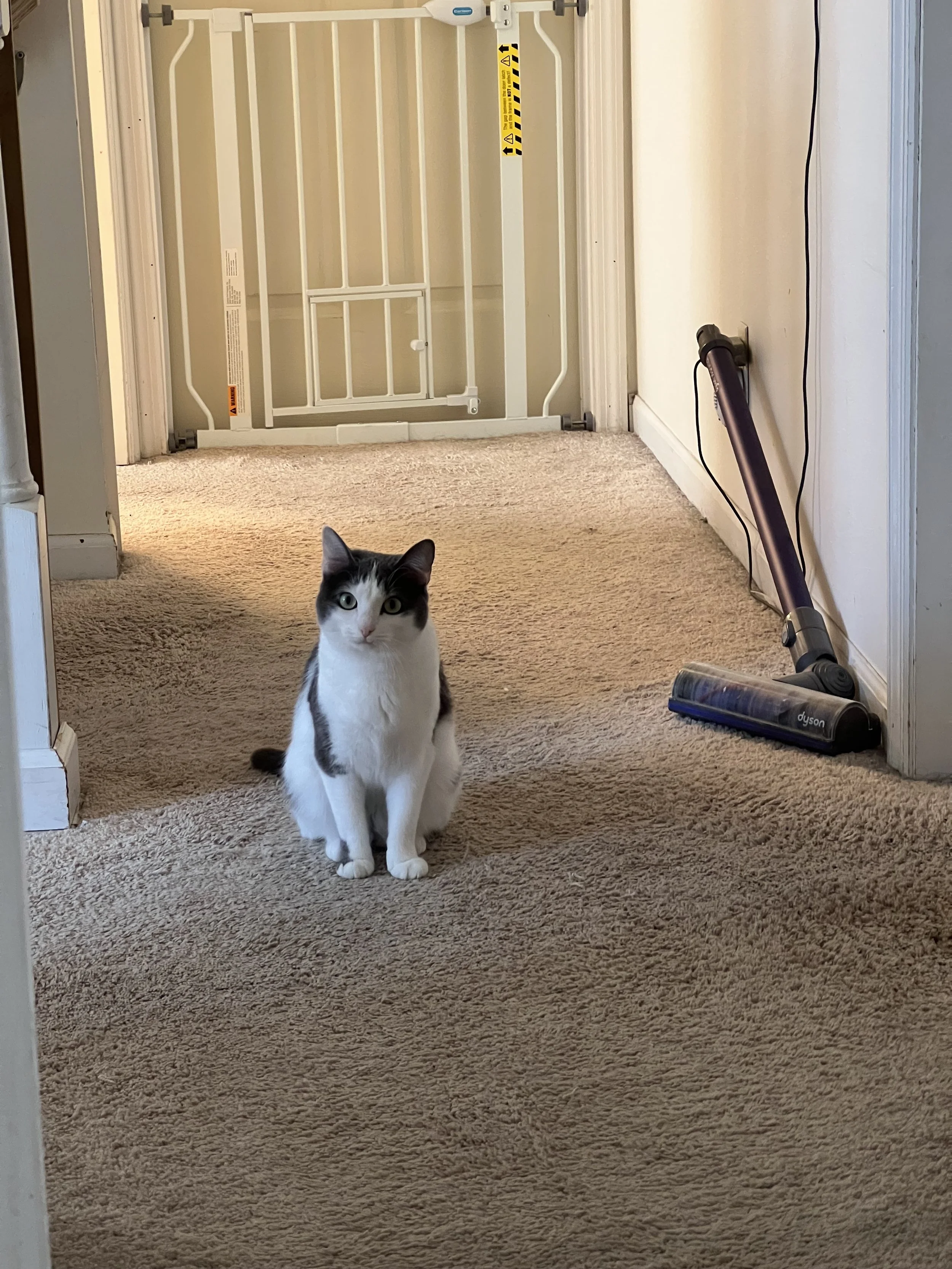 A black and white cat sitting on a beige carpet in a hallway, with a Dyson vacuum cleaner leaning against the wall nearby and a white baby gate in the background.