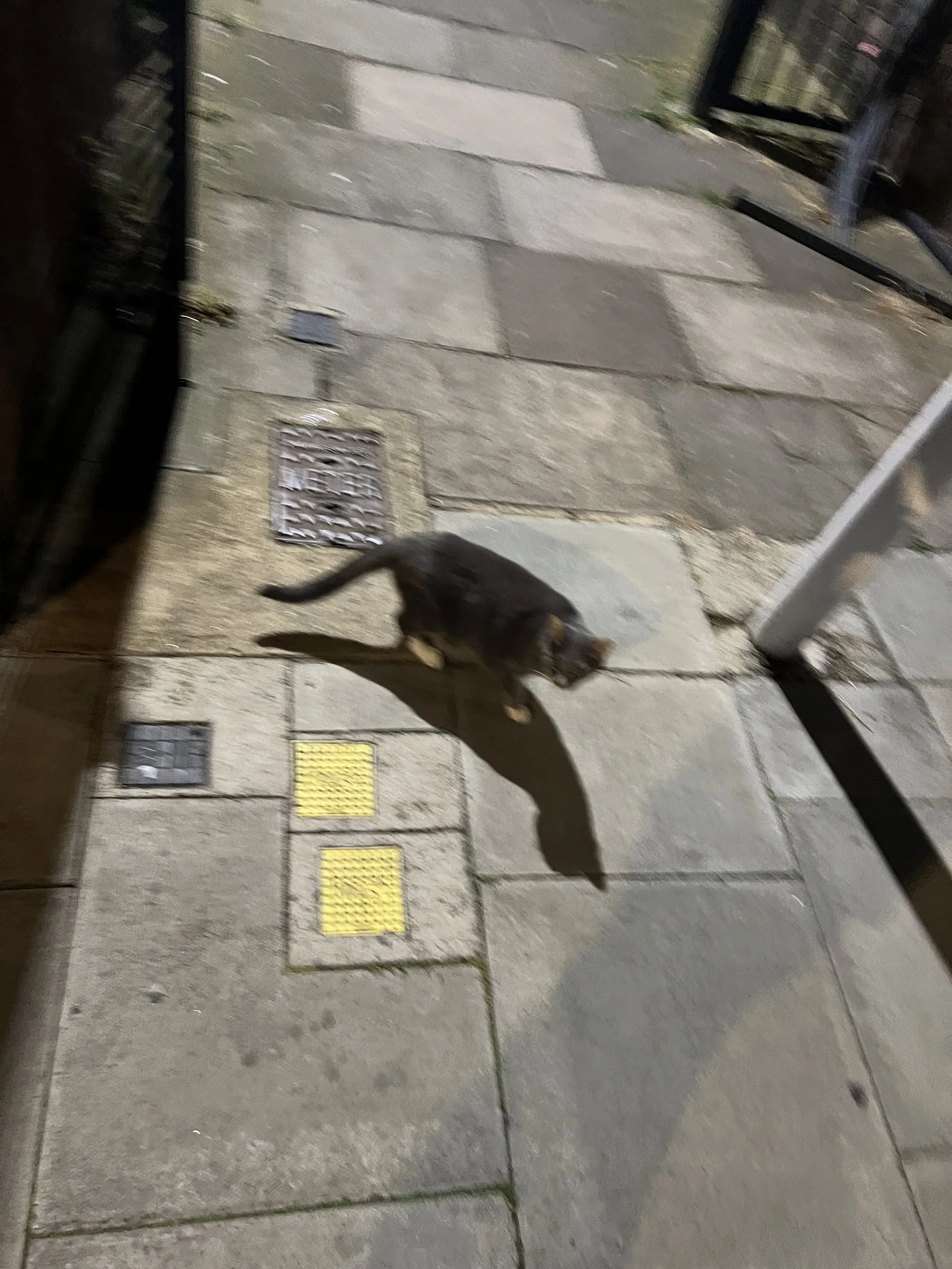 Nighttime photo of a concrete sidewalk with two yellow tactile paving tiles for visually impaired pedestrians, metal drain grate, and a cat walking past.
