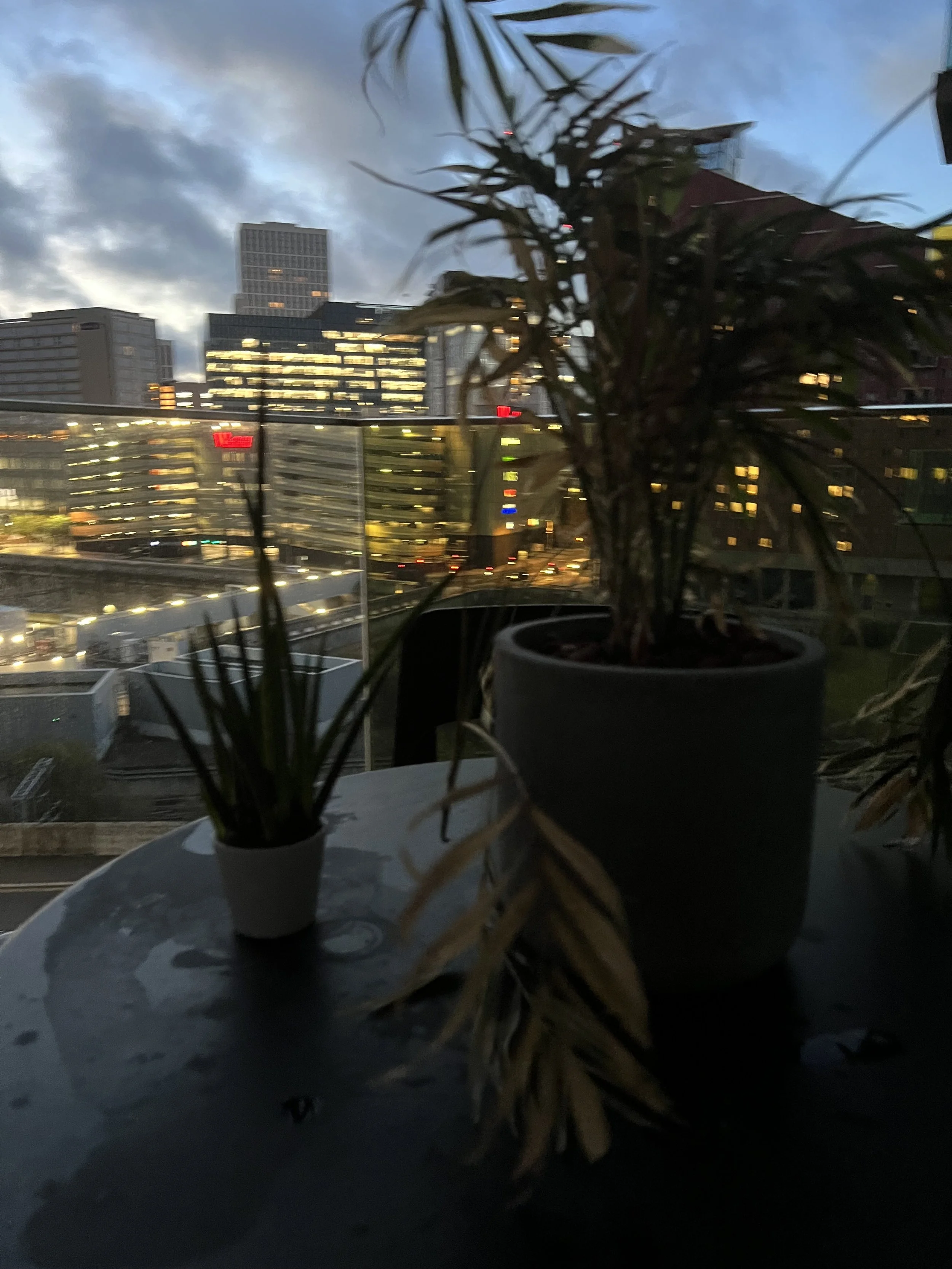 Two houseplants in white pots on a dark table with a cityscape view in the background. The city buildings are illuminated with lights, and the sky is cloudy during dusk or evening.