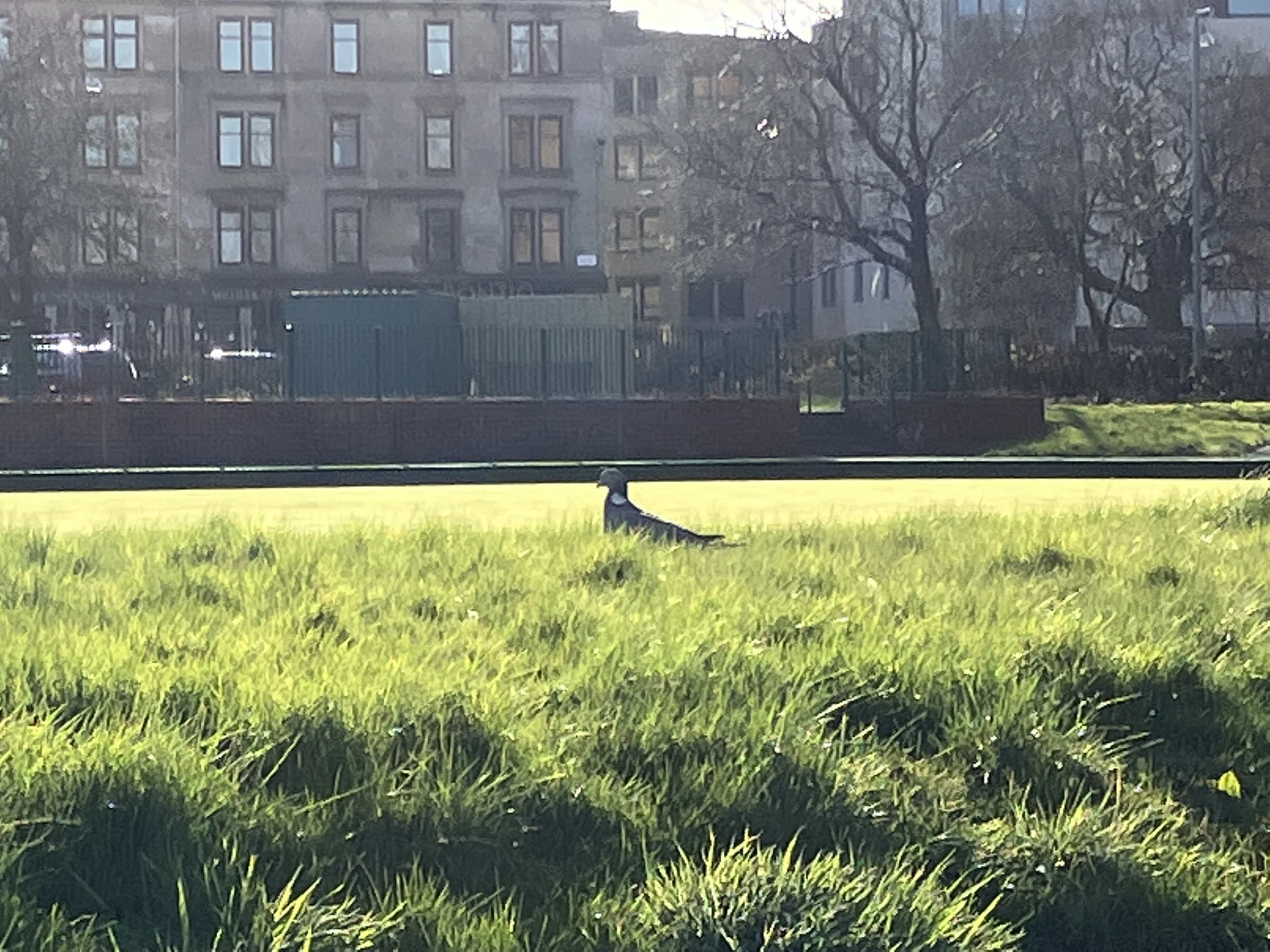 A bird sitting on green grass with a large tree and a multi-story brick building in the background.