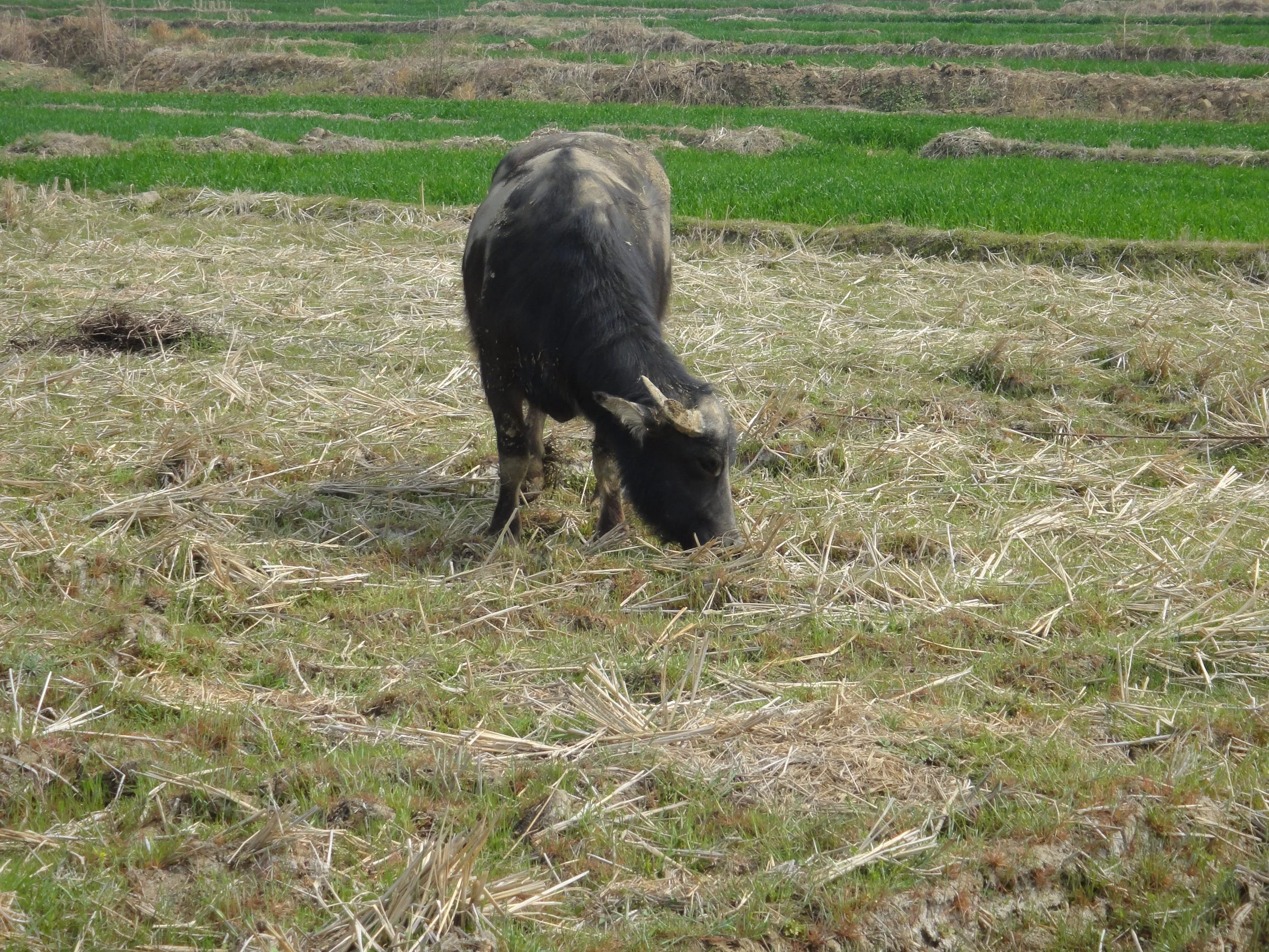 A black and gray cow grazing in a field with green grassy patches and dry grass, set against terraced or plowed farmland in the background.