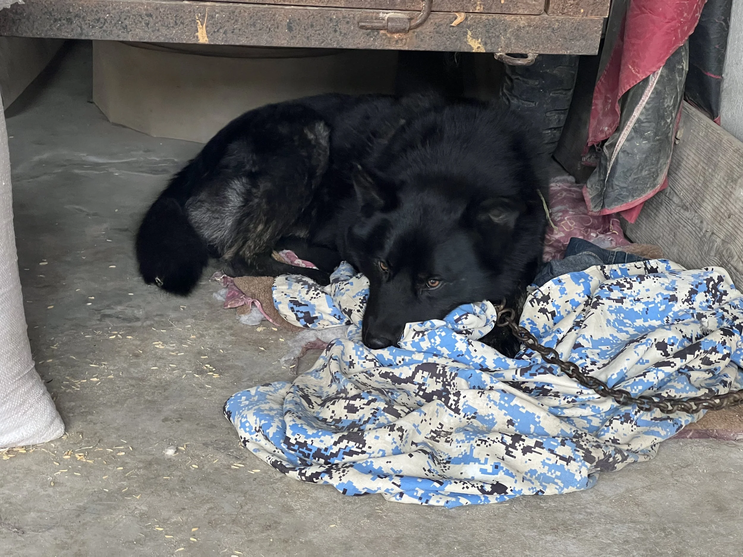 A black dog lying on a blanket with a digital pattern on it, under a rustic metal cabinet. The dog appears relaxed and is resting its head on the blanket.