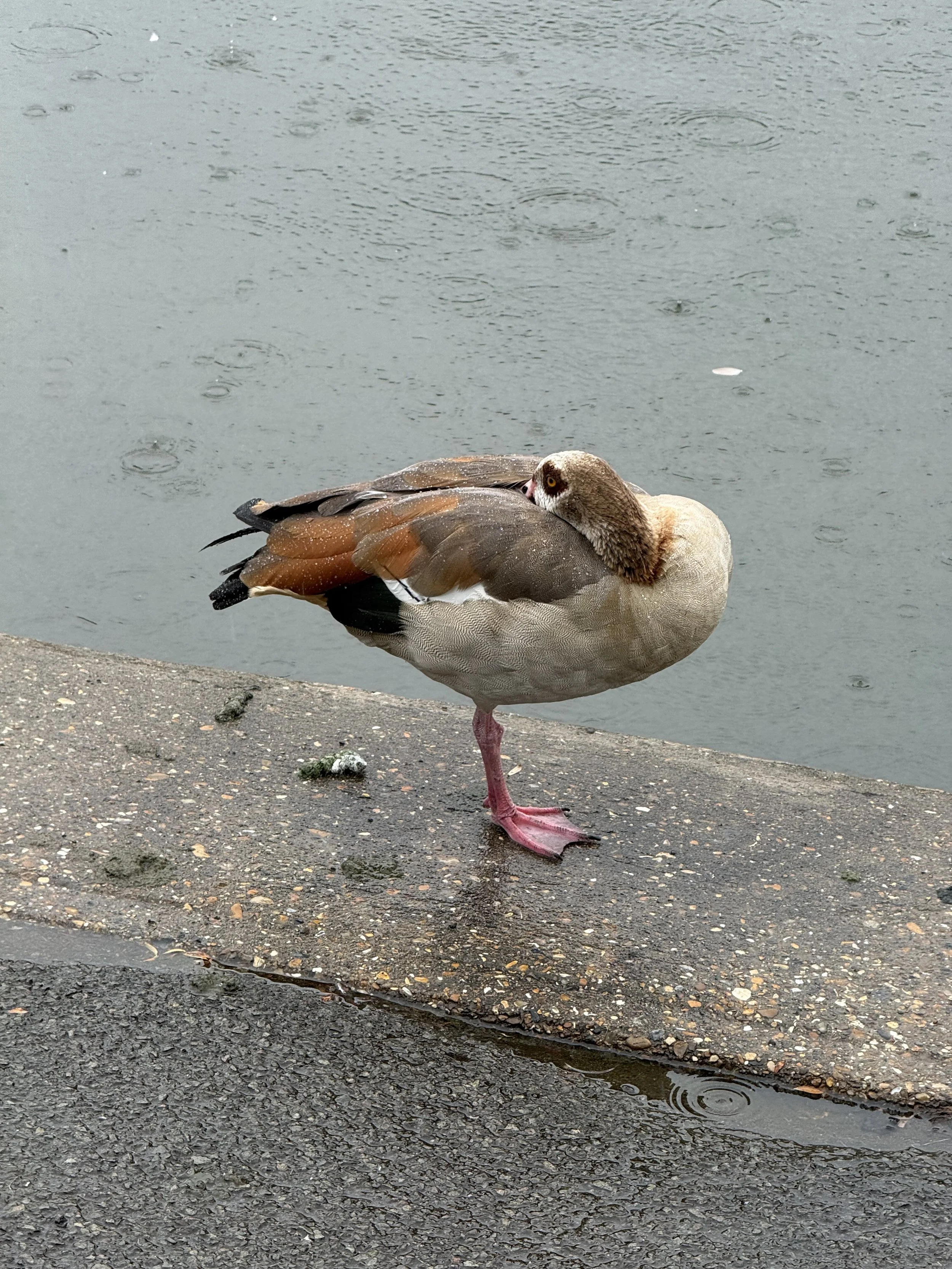 A duck standing on one leg next to a water body on a rainy day, with rain droplets creating ripples on the water surface and a wet pavement with scattered leaves and debris in the foreground.
