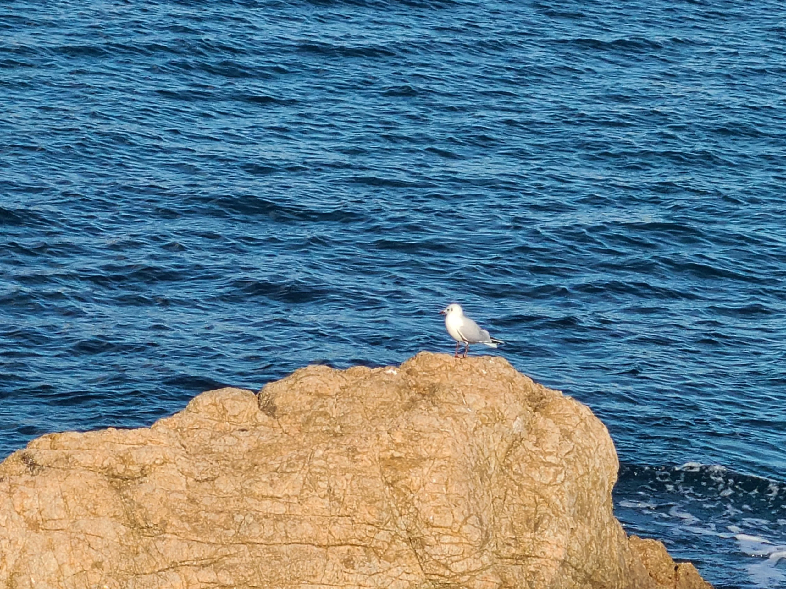 A white bird, possibly a seagull, standing on a large brown rock by the ocean with blue water in the background.