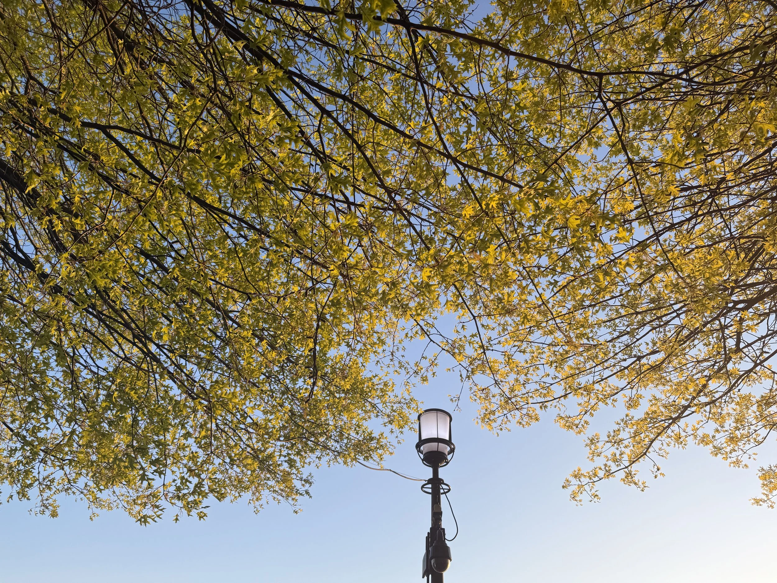 View of tree branches with yellow and green leaves against a blue sky, with a street lamp in the lower center of the image.