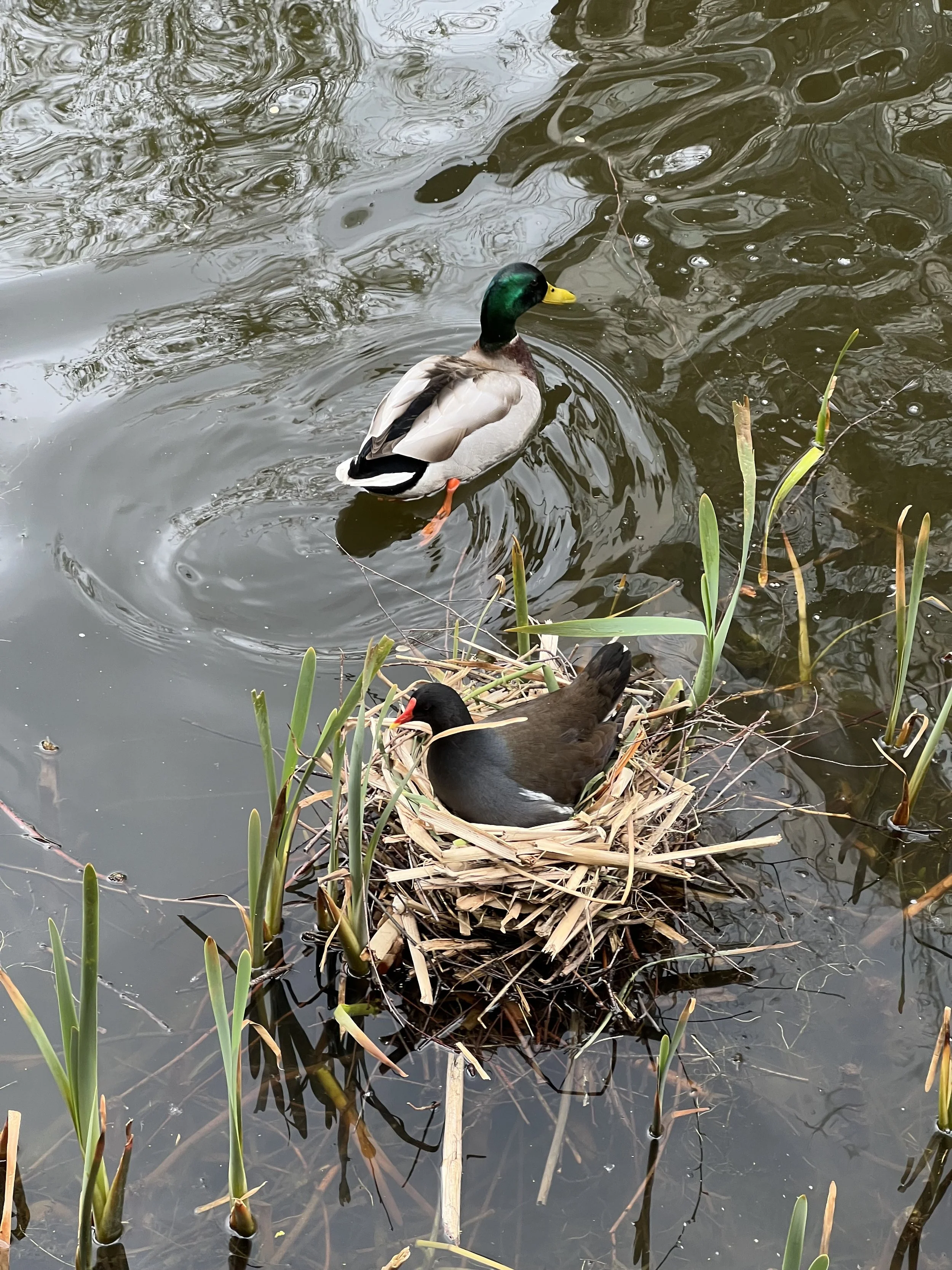 A male mallard duck with a green head, yellow beak, and gray body swimming in a pond near a nest with a female mallard duck resting on it. The pond has tall grasses and reeds along the edge.