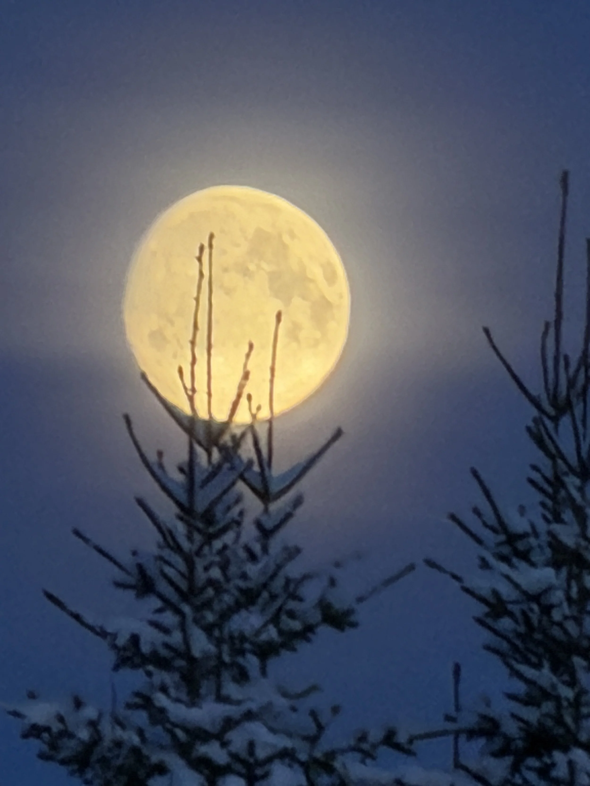 Full moon in a dark sky with leafless branches in the foreground.