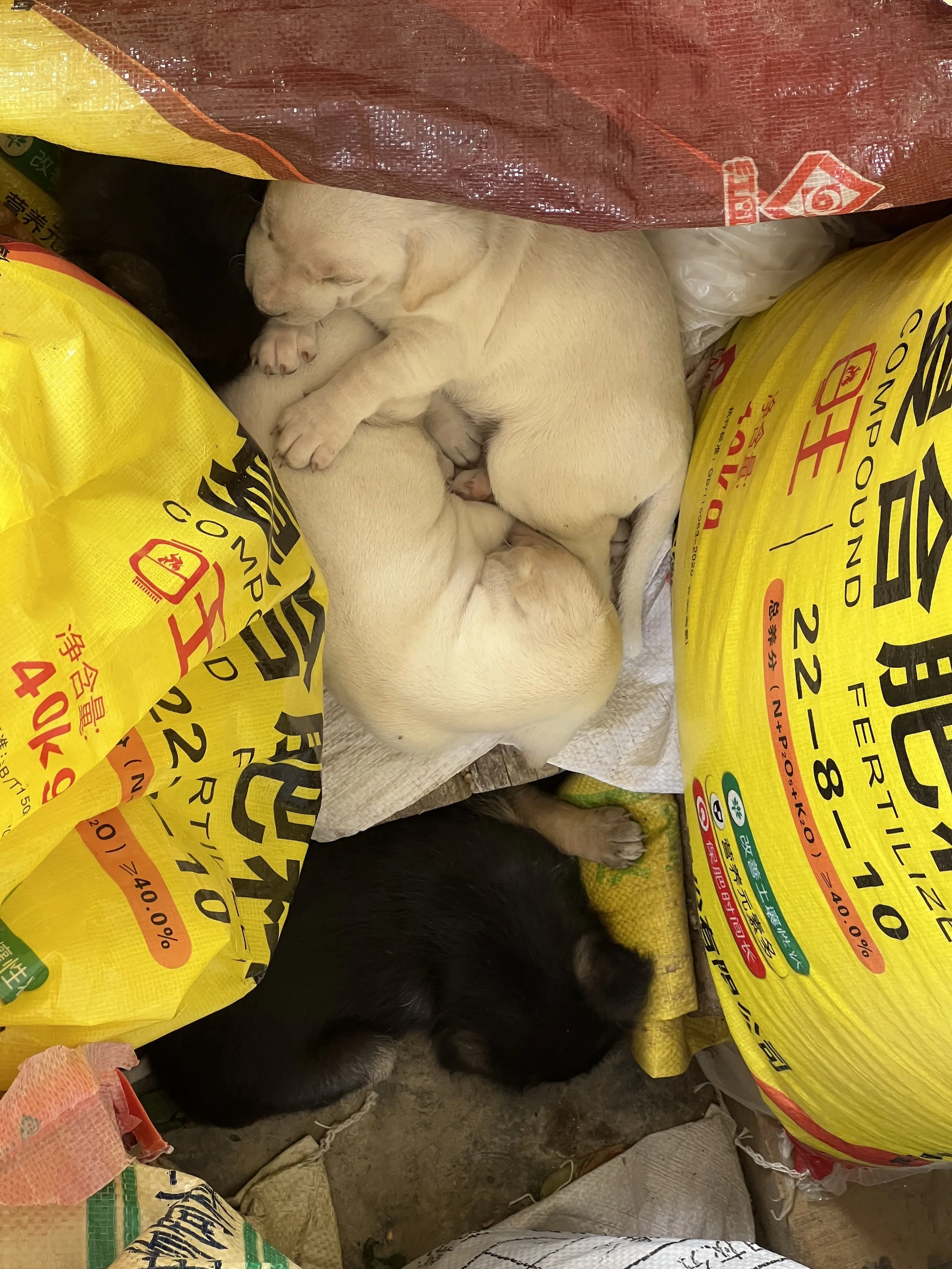 Several puppies sleeping among stacks of rice bags in a cluttered area.
