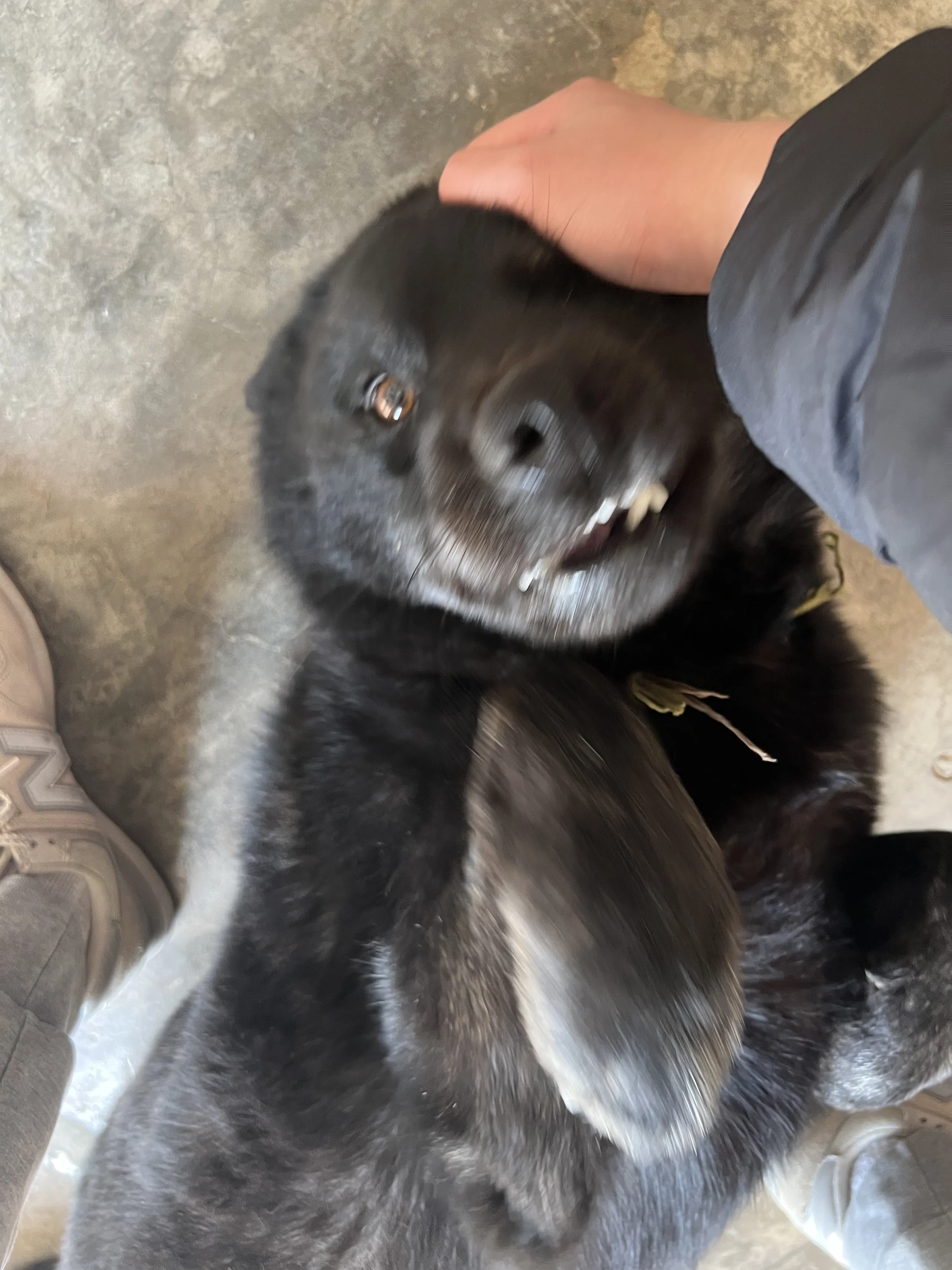 Black and white dog with erect ears and a fluffy tail, lying down inside a building on a concrete floor, next to a person's leg wearing grey shoes and black shorts.