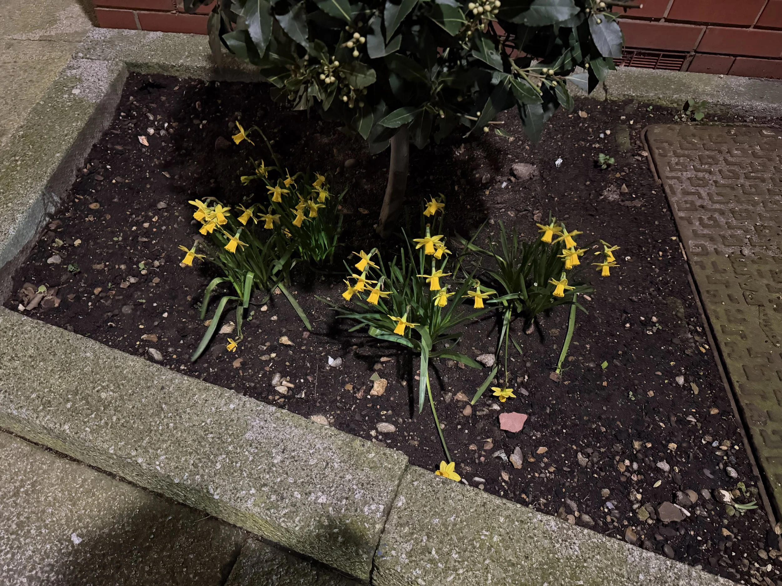 A small tree with dark green leaves and small white berries is planted in a rectangular bed of dark soil, bordered by concrete on three sides. There are yellow daffodil flowers blooming around the base of the tree.