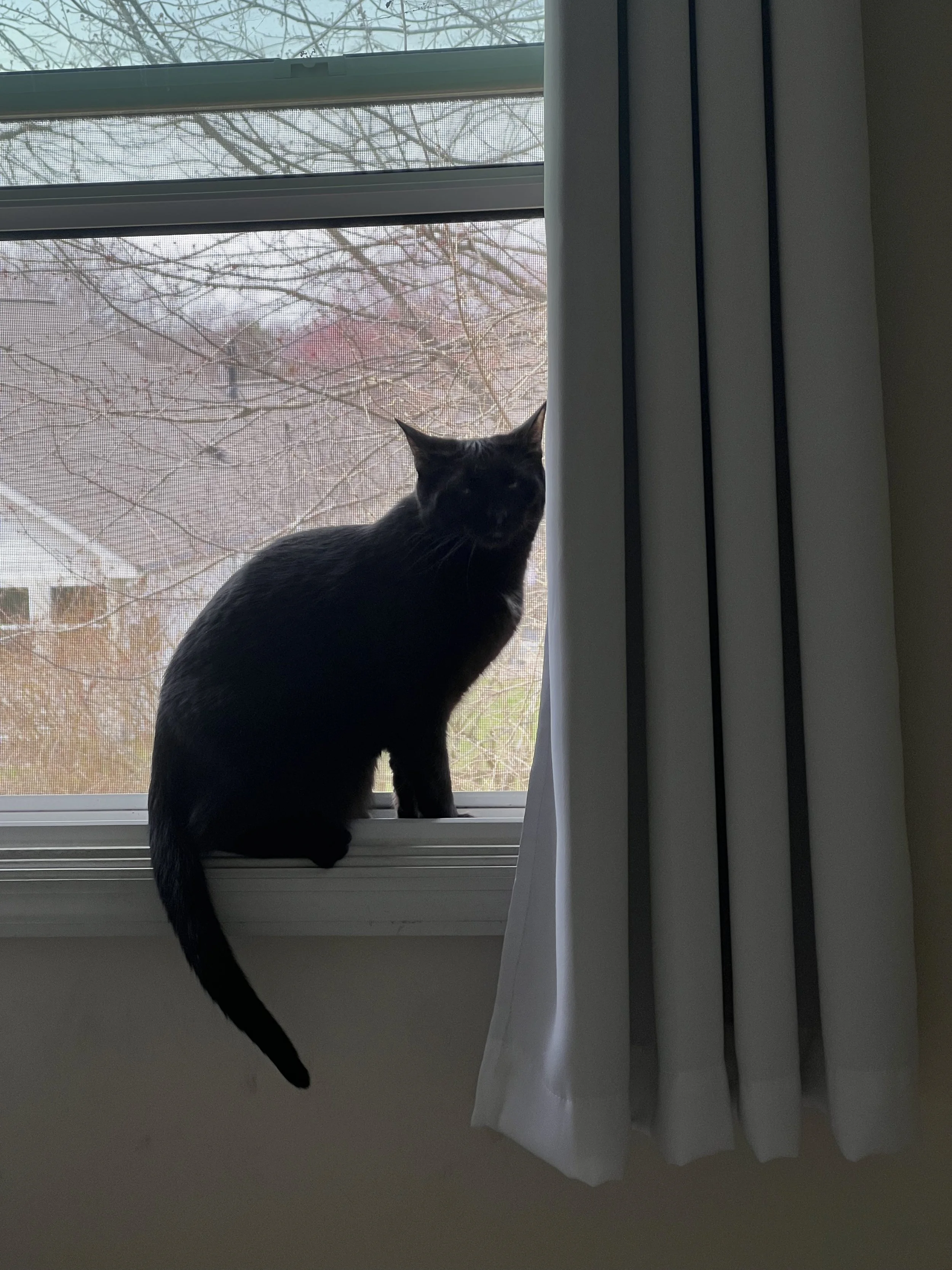 A black cat sitting on a windowsill next to a white curtain, looking outside through a window with a screen, with bare trees visible outside.