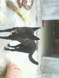 Black dog with pink tongue standing on concrete floor near a broom and a nose of a person wearing a pink shirt.