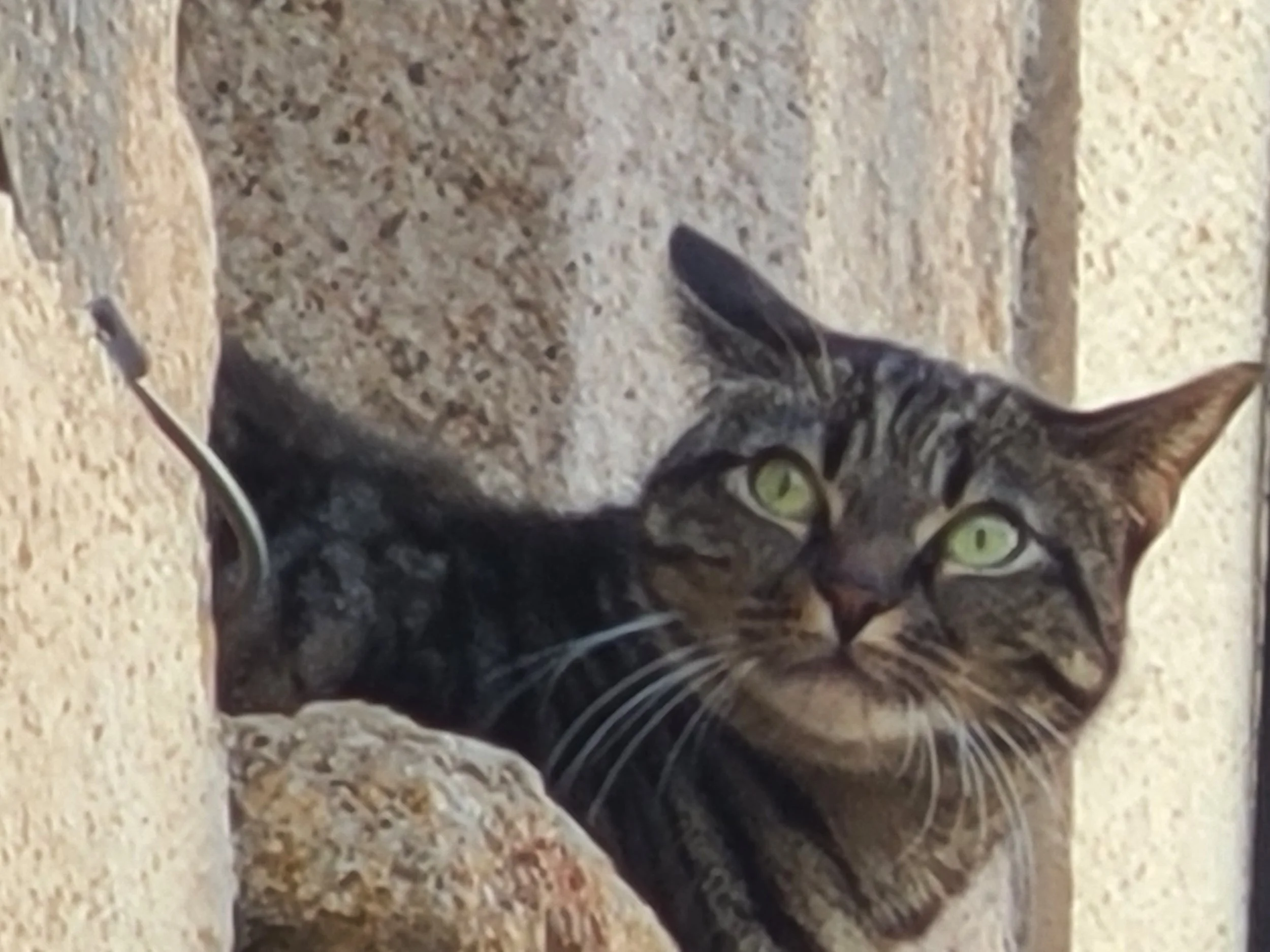 Close-up of a tabby cat with green eyes, leaning against a textured stone wall.