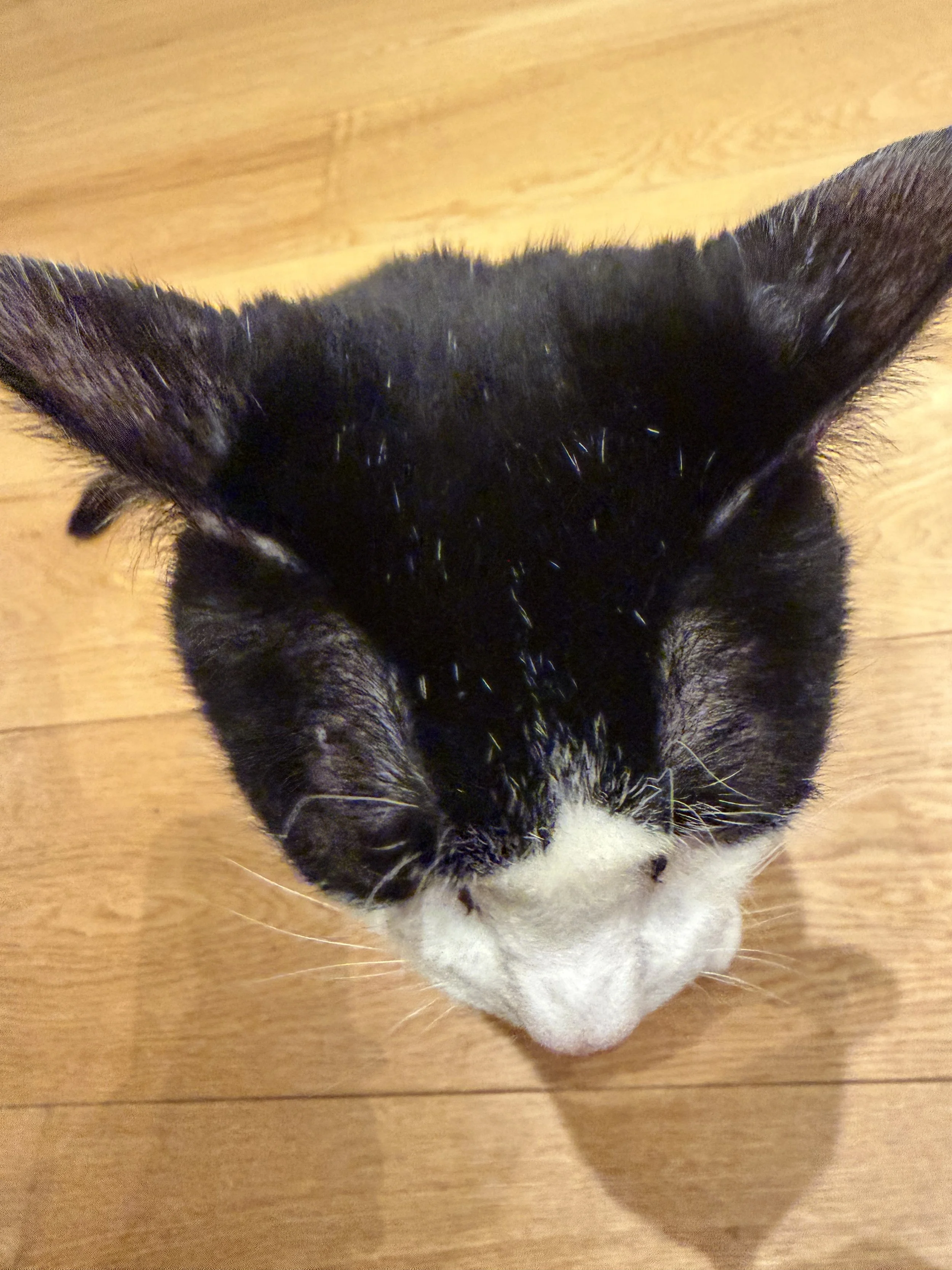 Close-up of a black and white cat's face with a pink nose, lying on a wooden surface.