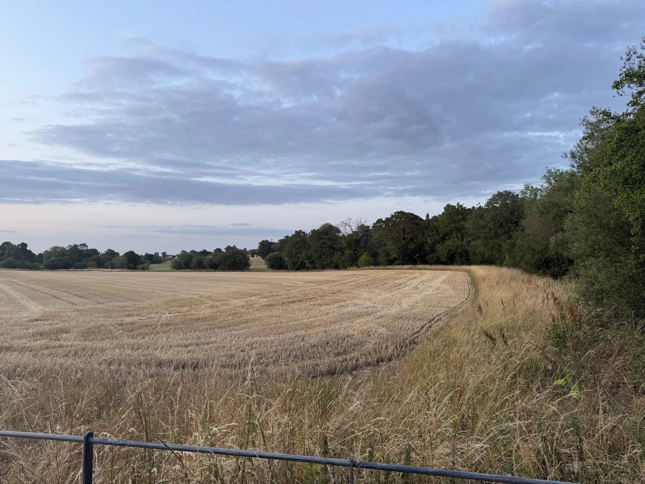 A rural landscape with a field of harvested crops, a line of trees in the distance, partly cloudy sky, and some branches and grass in the foreground.