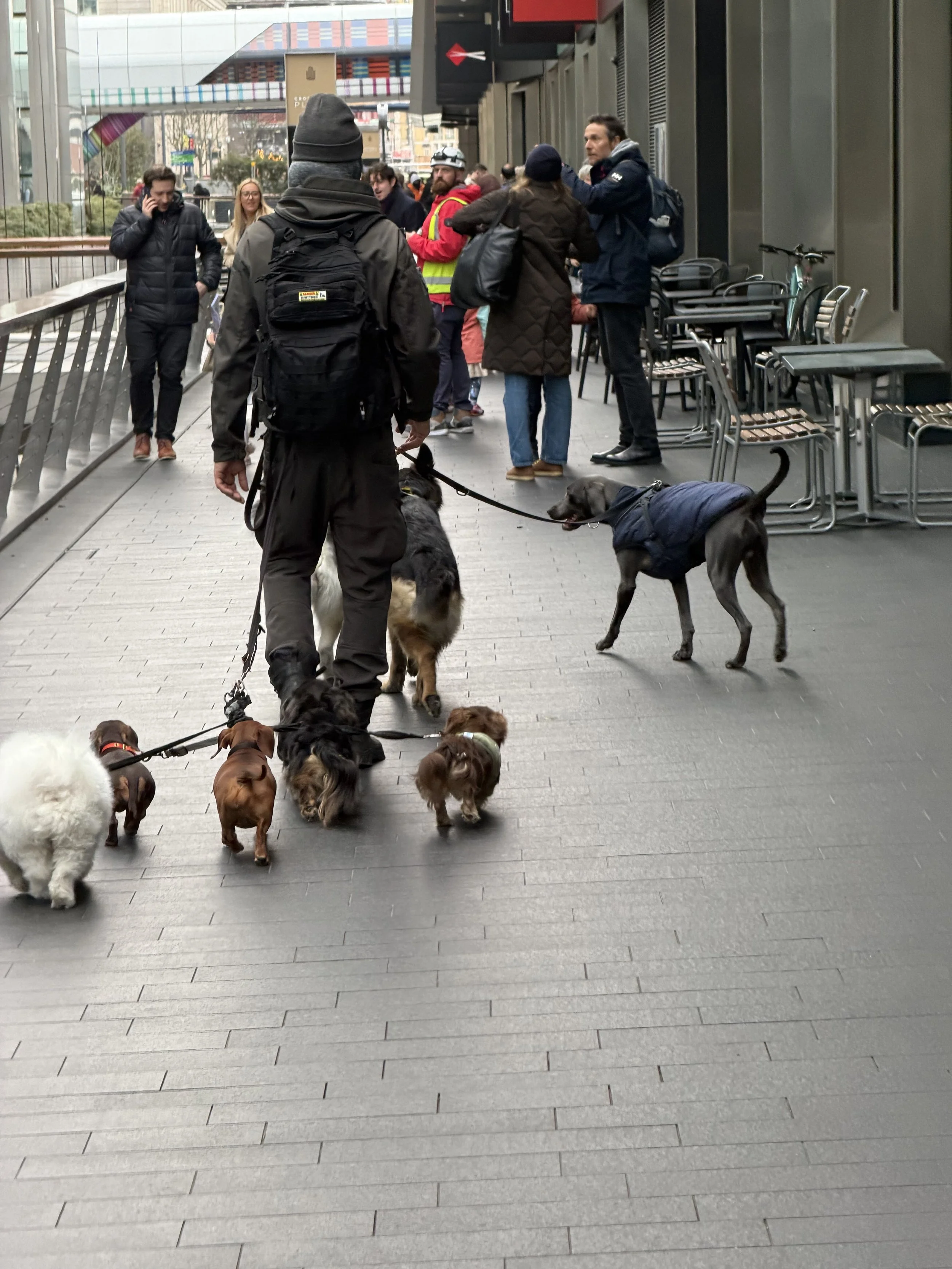 A man with a backpack walking multiple dogs on leashes in an urban outdoor setting, with a group of people gathered and chatting near chairs and tables, and a modern building in the background.