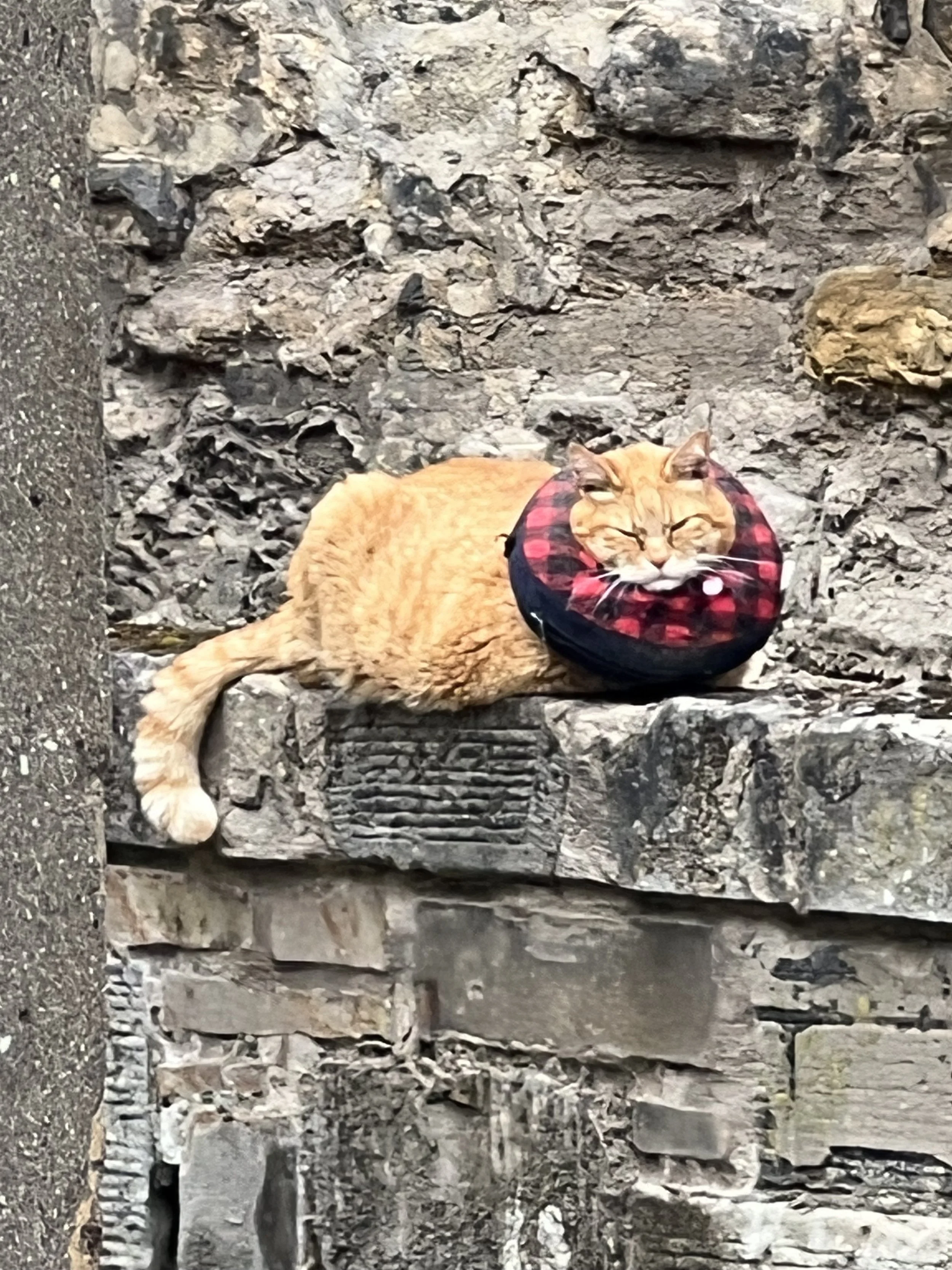 A ginger cat lying on a rocky surface surrounded by rocks and stones, with its eyes closed and wearing a red and black checkered collar.