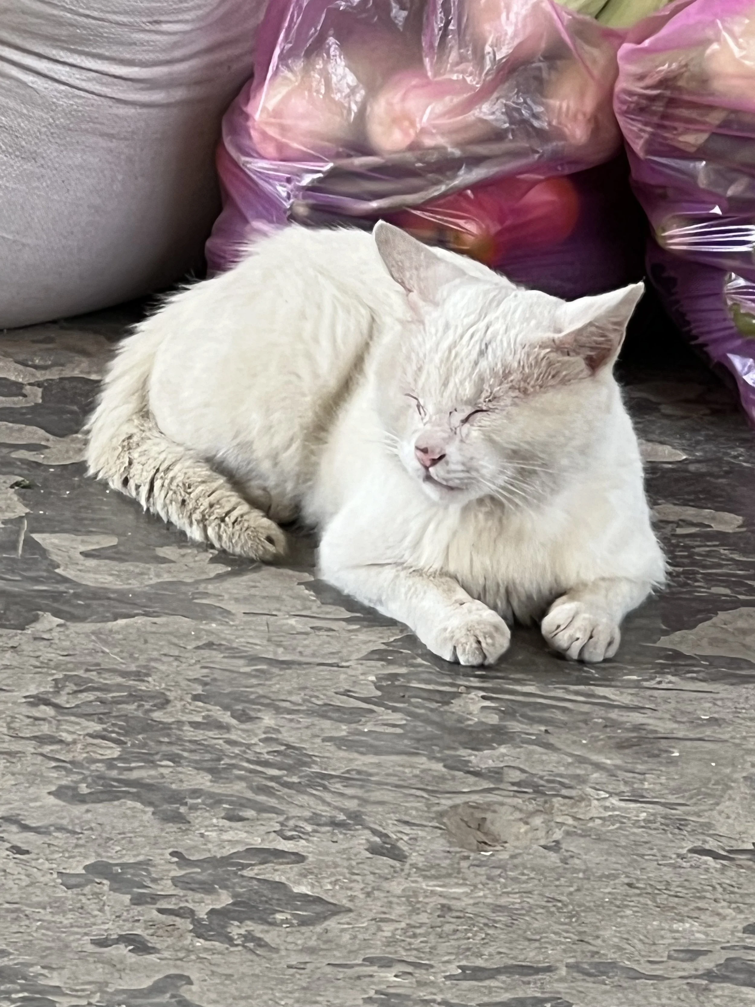 A white cat sleeping on a stone surface, with several large plastic bags filled with produce or other items behind it.