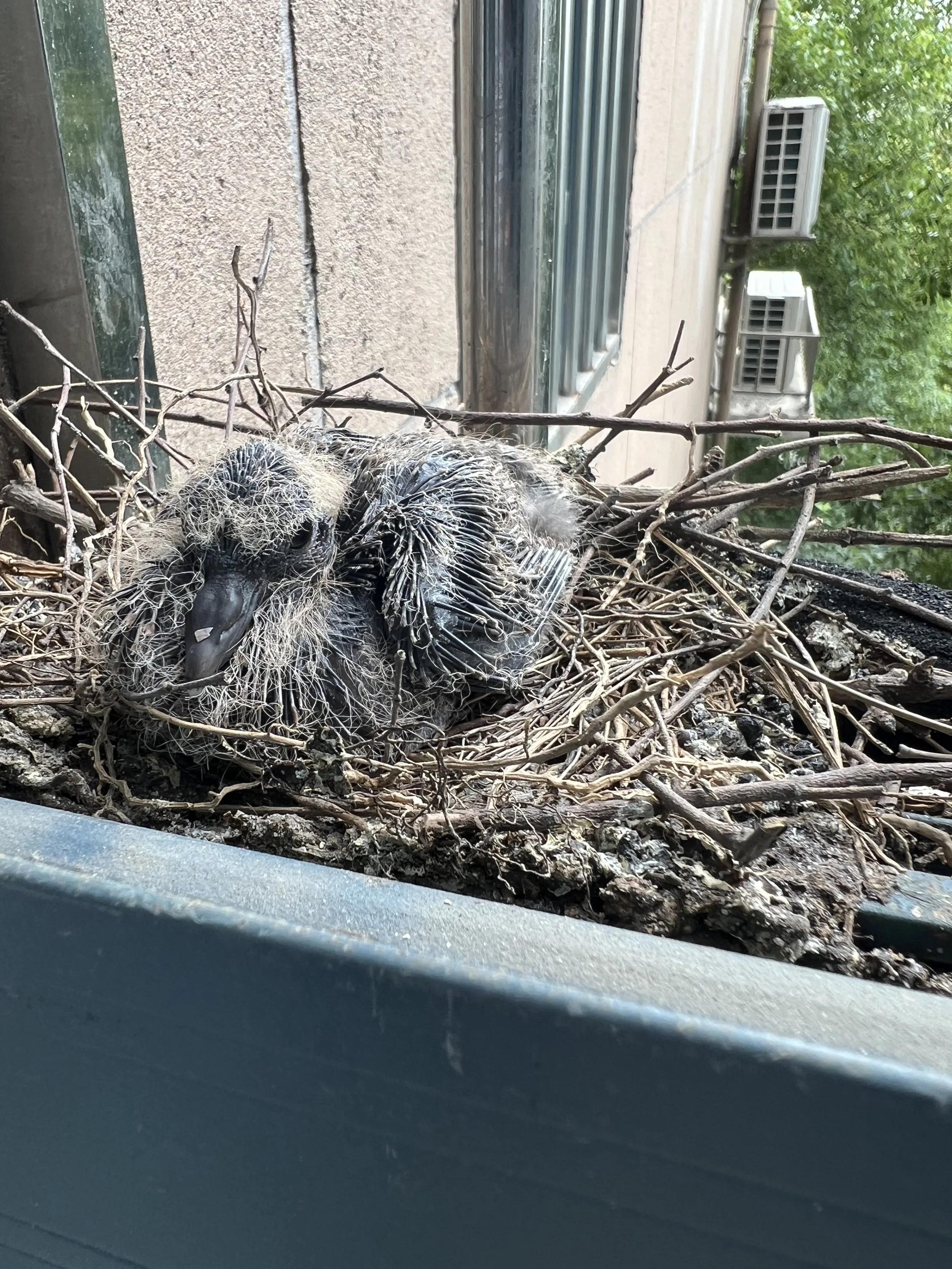 Close-up view of a bird's nest containing a downy bird chick, built with twigs and placed against a wall with AC units and greenery in the background.
