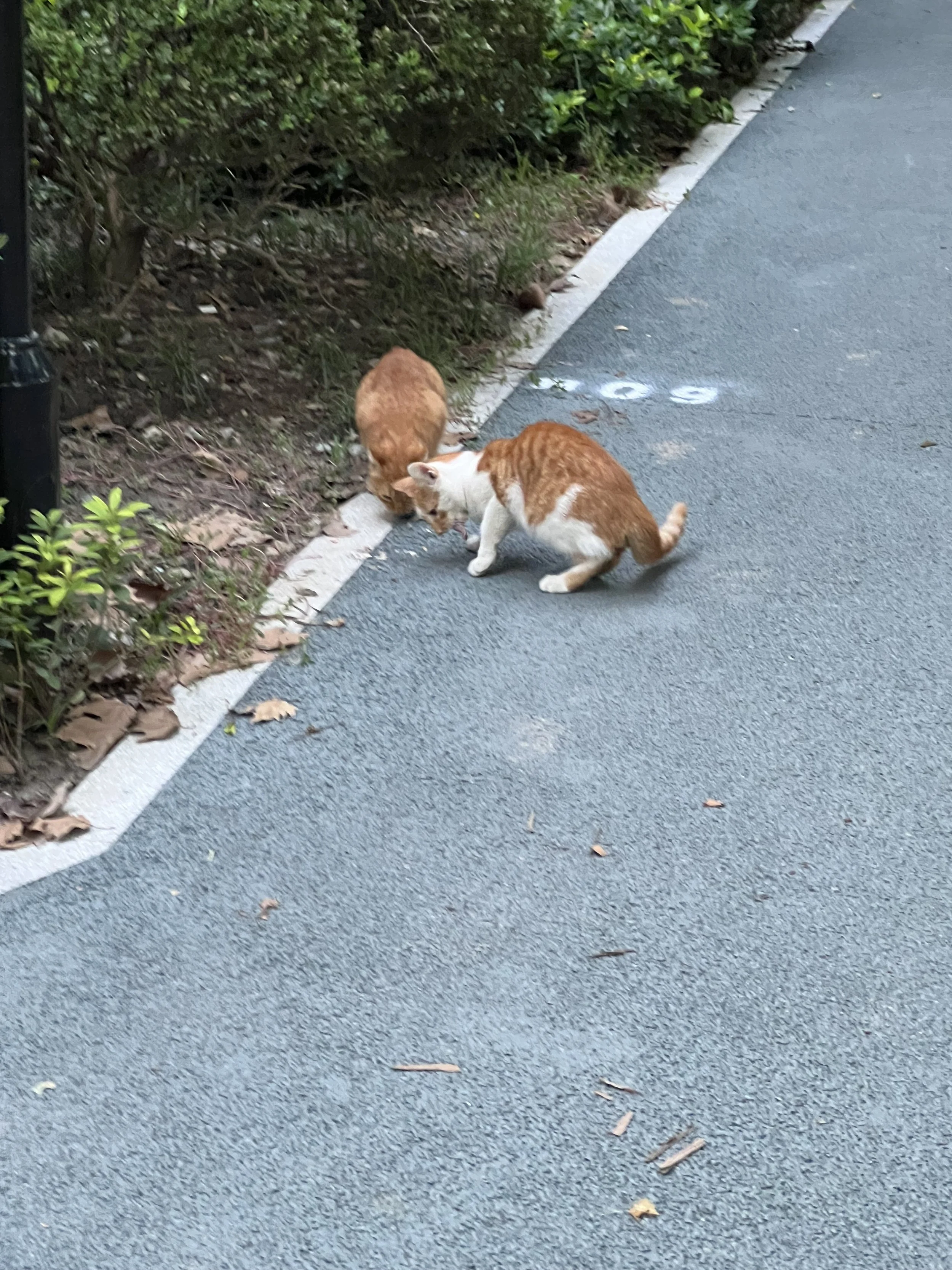 Two orange and white cats are on a paved sidewalk near a grassy area with bushes. One cat is closer to the camera, and the other is further away, both seemingly sniffing or exploring.