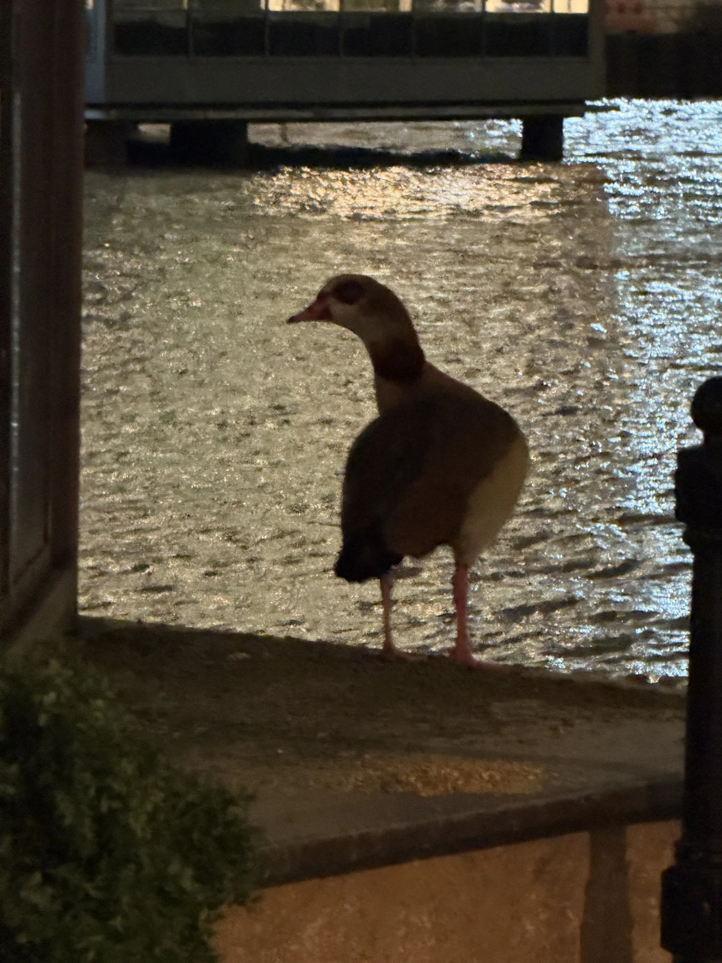 A duck standing on a wet, illuminated ground near a building, viewed through a fence at night.