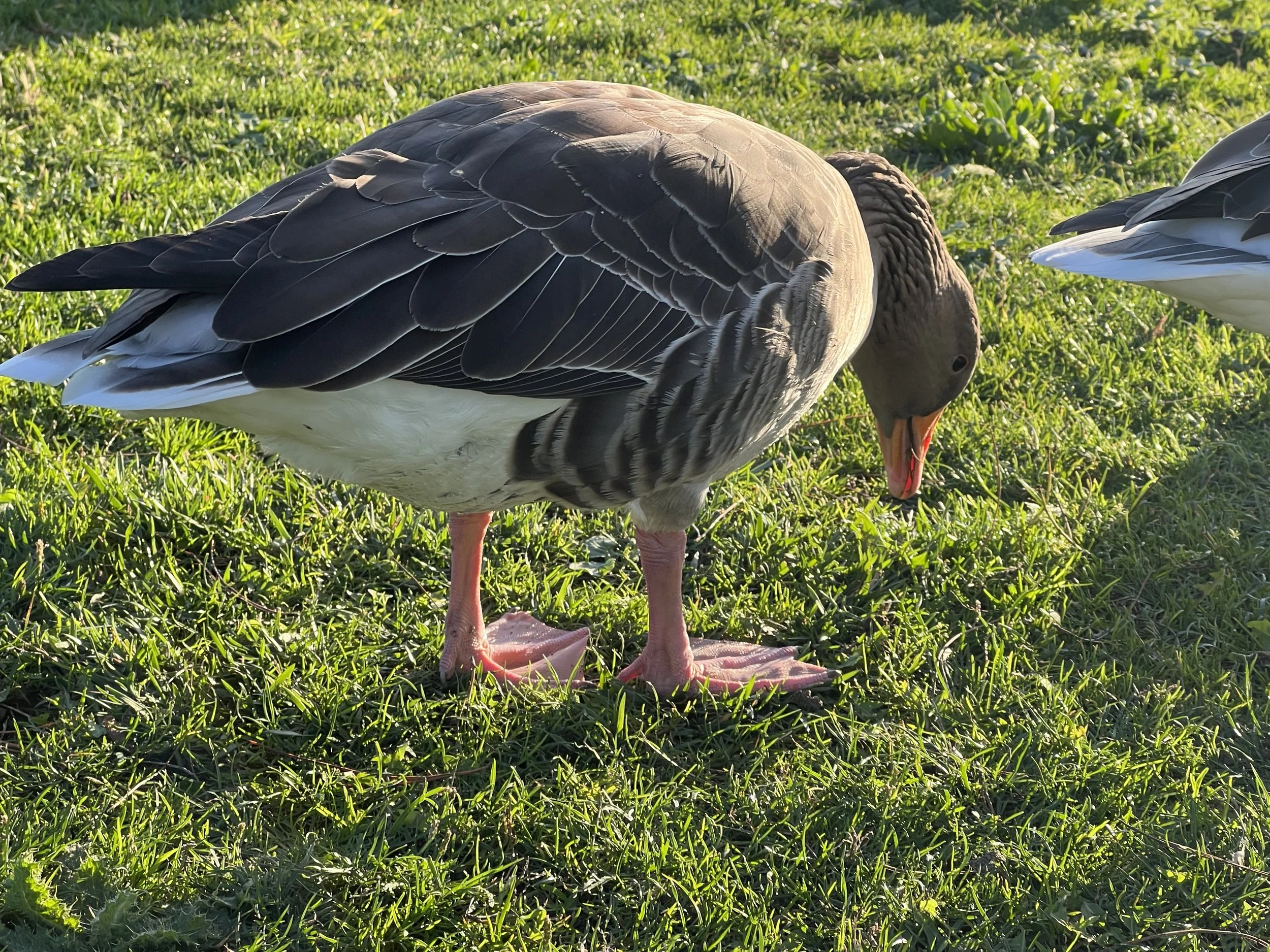 A goose standing on green grass with its head tilted downward.