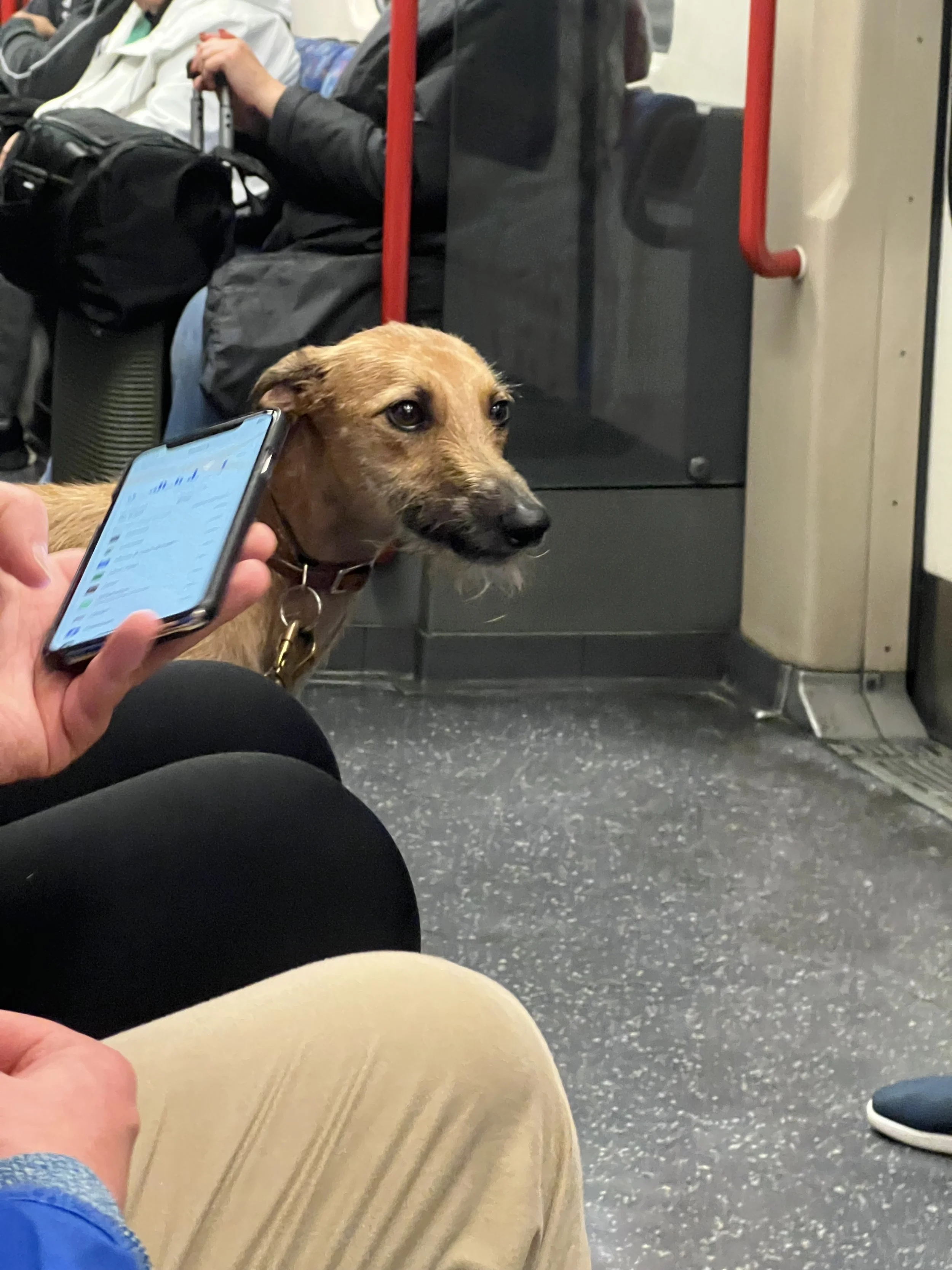 Photo of a dog sitting on the floor of a bus with passengers seated around it. Someone is holding a smartphone near the dog's face.