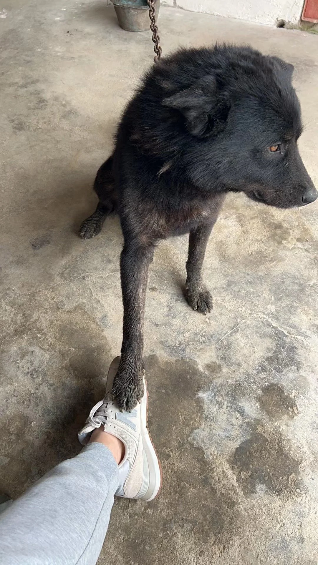 Black dog with gray markings holding paw on person's foot, on concrete floor, chain attached to wall in background.