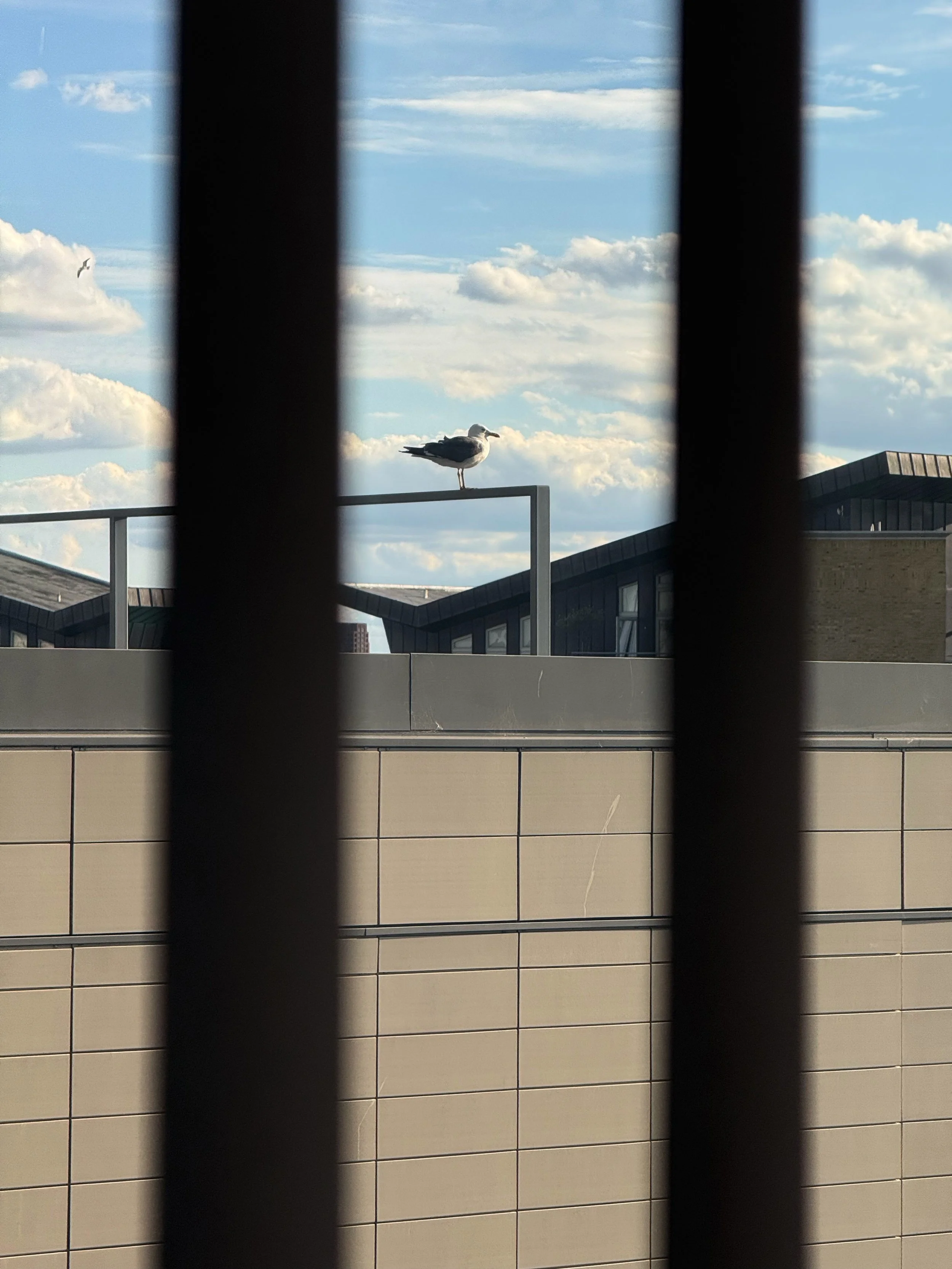A seagull perched on a railing against a partly cloudy sky with buildings in the foreground and background.