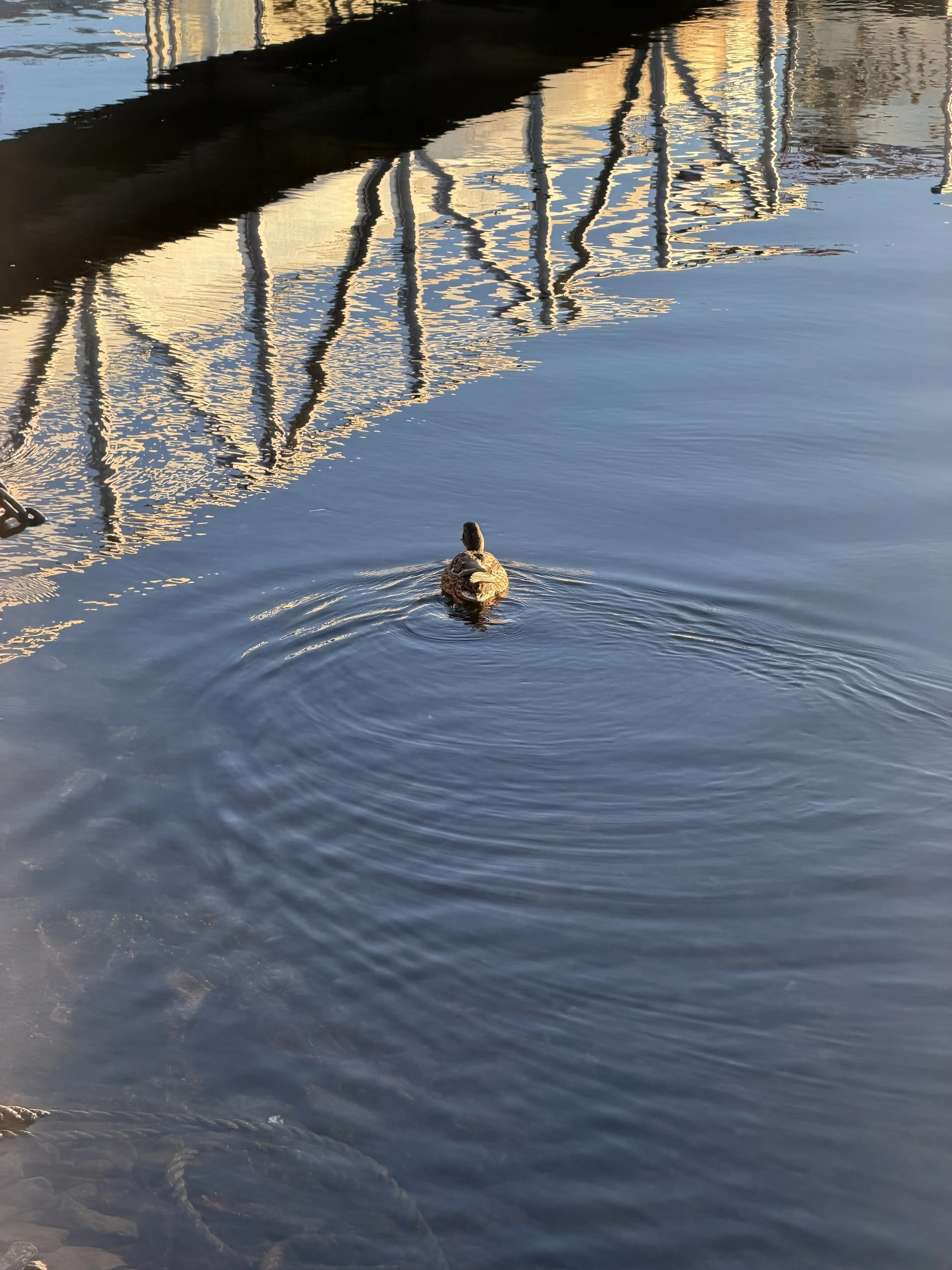 A duck swimming in calm water near an ice-covered shoreline during sunset, with reflections of a bridge and buildings in the water.